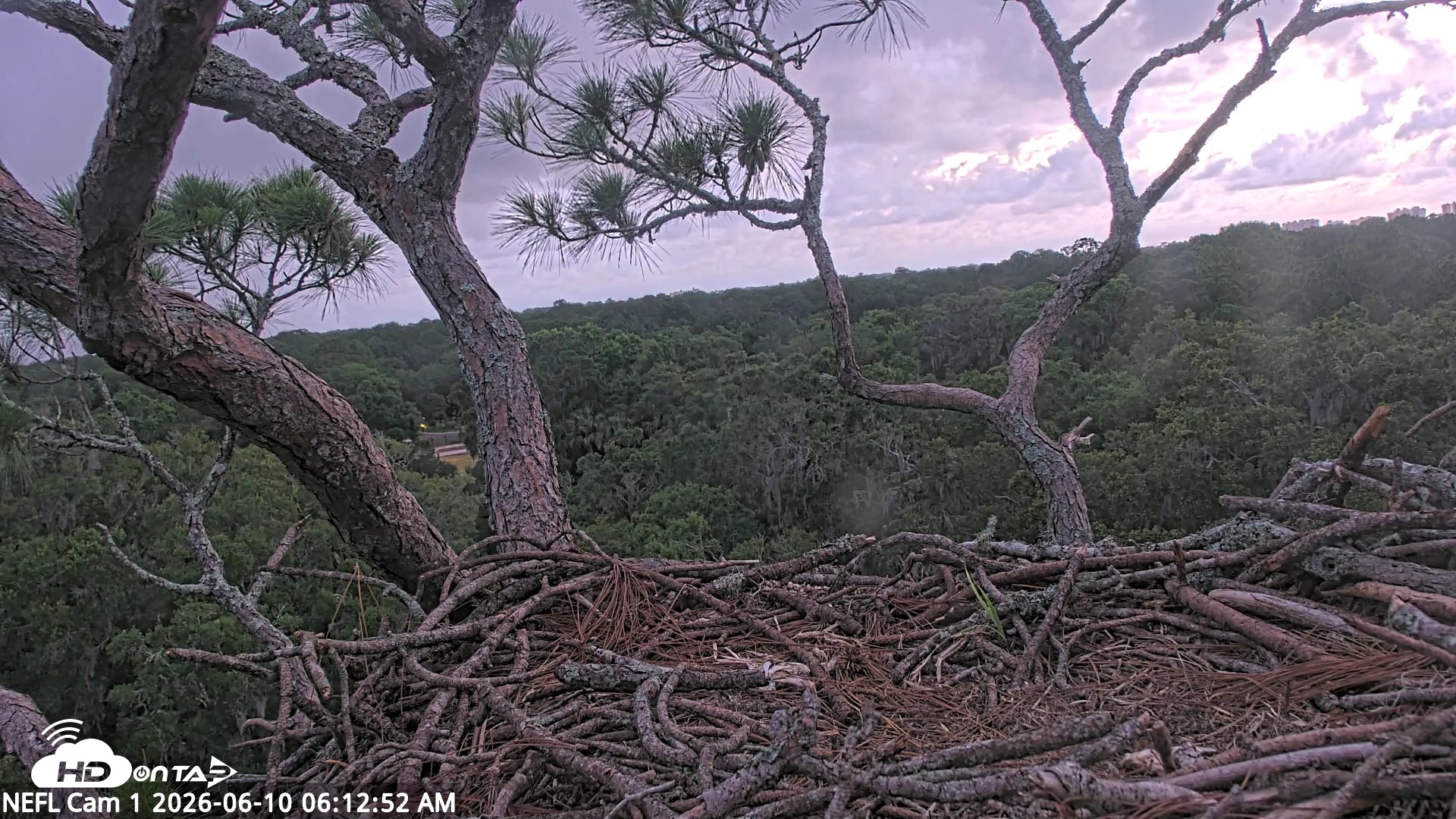 Snapshot of NE Florida Eagles Live Webcam taken Jun 10, 2026, 6:13am EDT