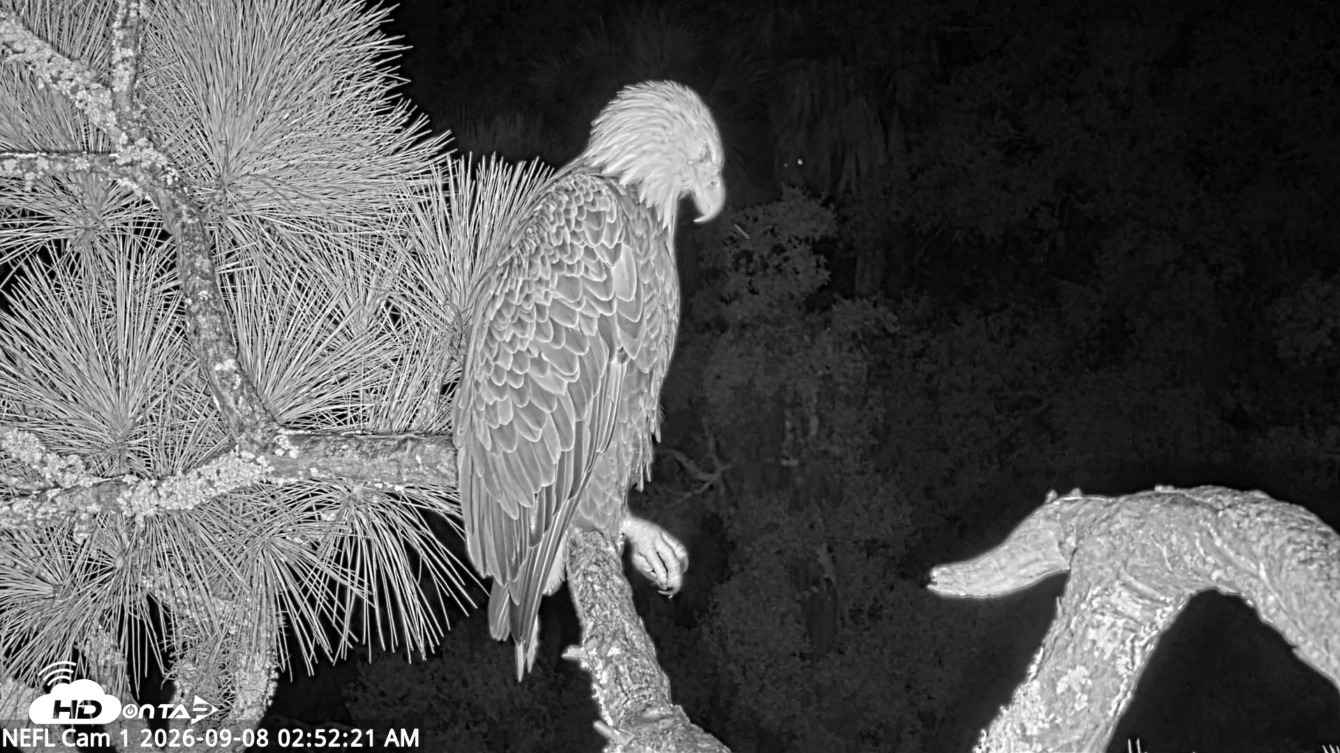 Snapshot of NE Florida Eagles Live Webcam taken Sep 8, 2026, 2:53am EDT
