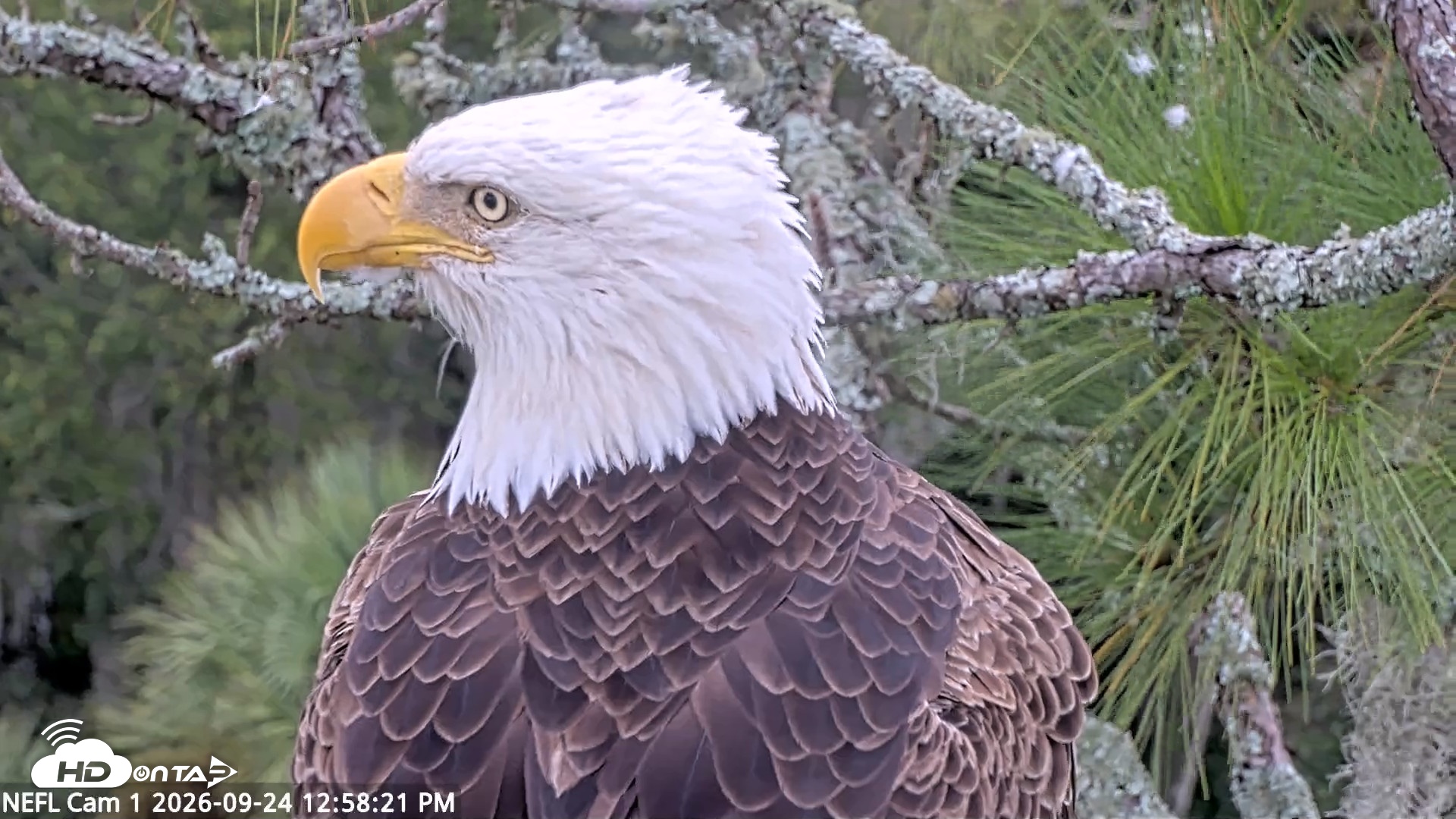 Snapshot of NE Florida Eagles Live Webcam taken Sep 24, 2026, 12:59pm EDT