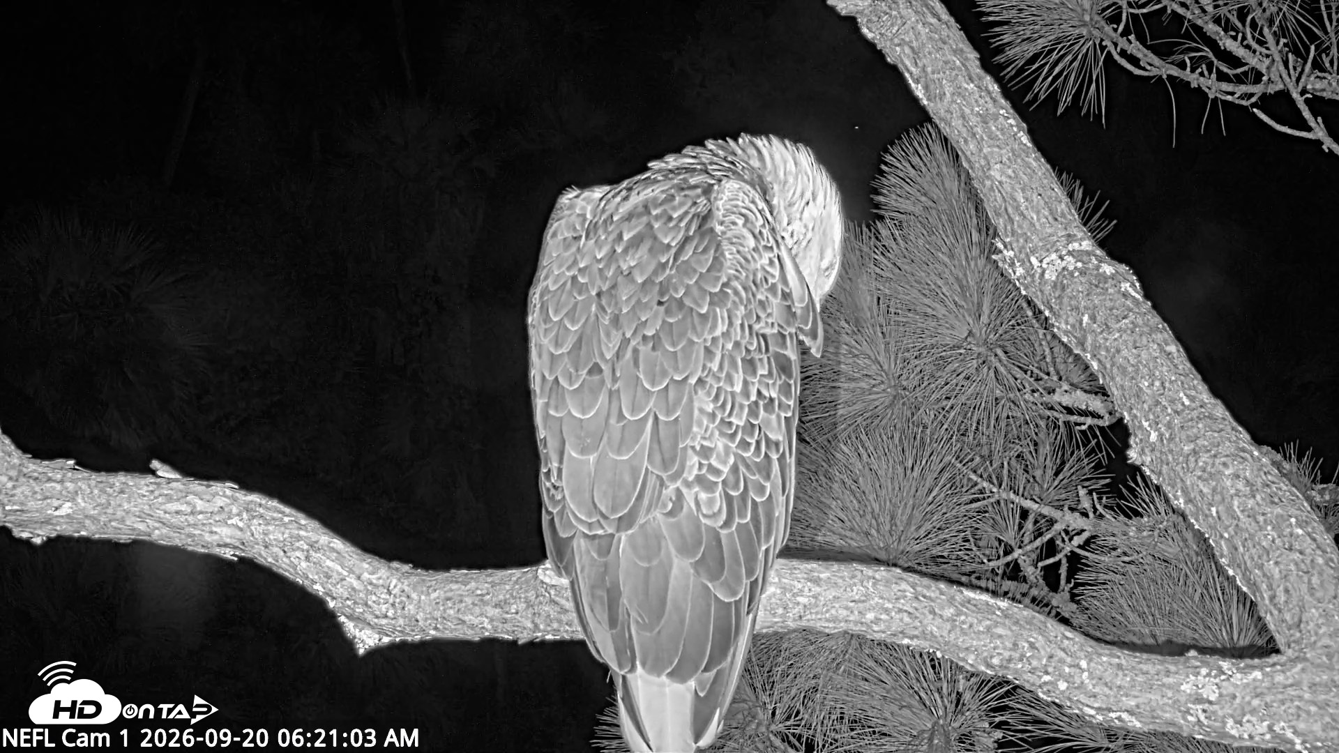 Snapshot of NE Florida Eagles Live Webcam taken Sep 20, 2026, 6:23am EDT