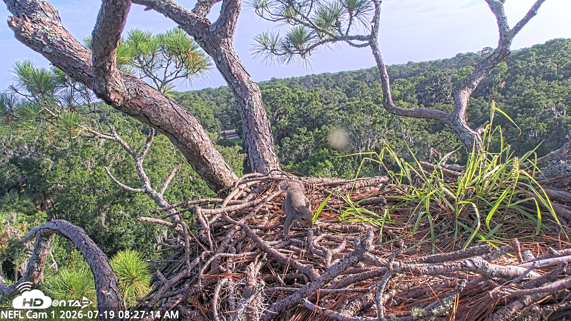 Snapshot of NE Florida Eagles Live Webcam taken Jul 19, 2026, 8:28am EDT