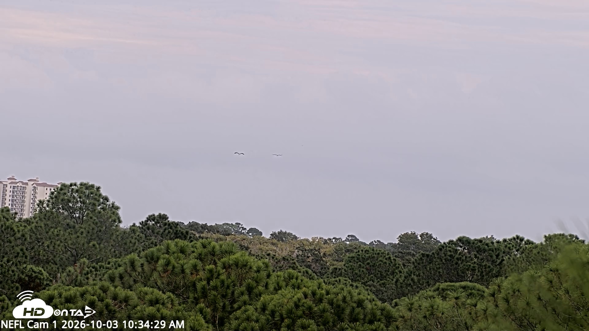 Snapshot of NE Florida Eagles Live Webcam taken Oct 3, 2026, 10:35am EDT