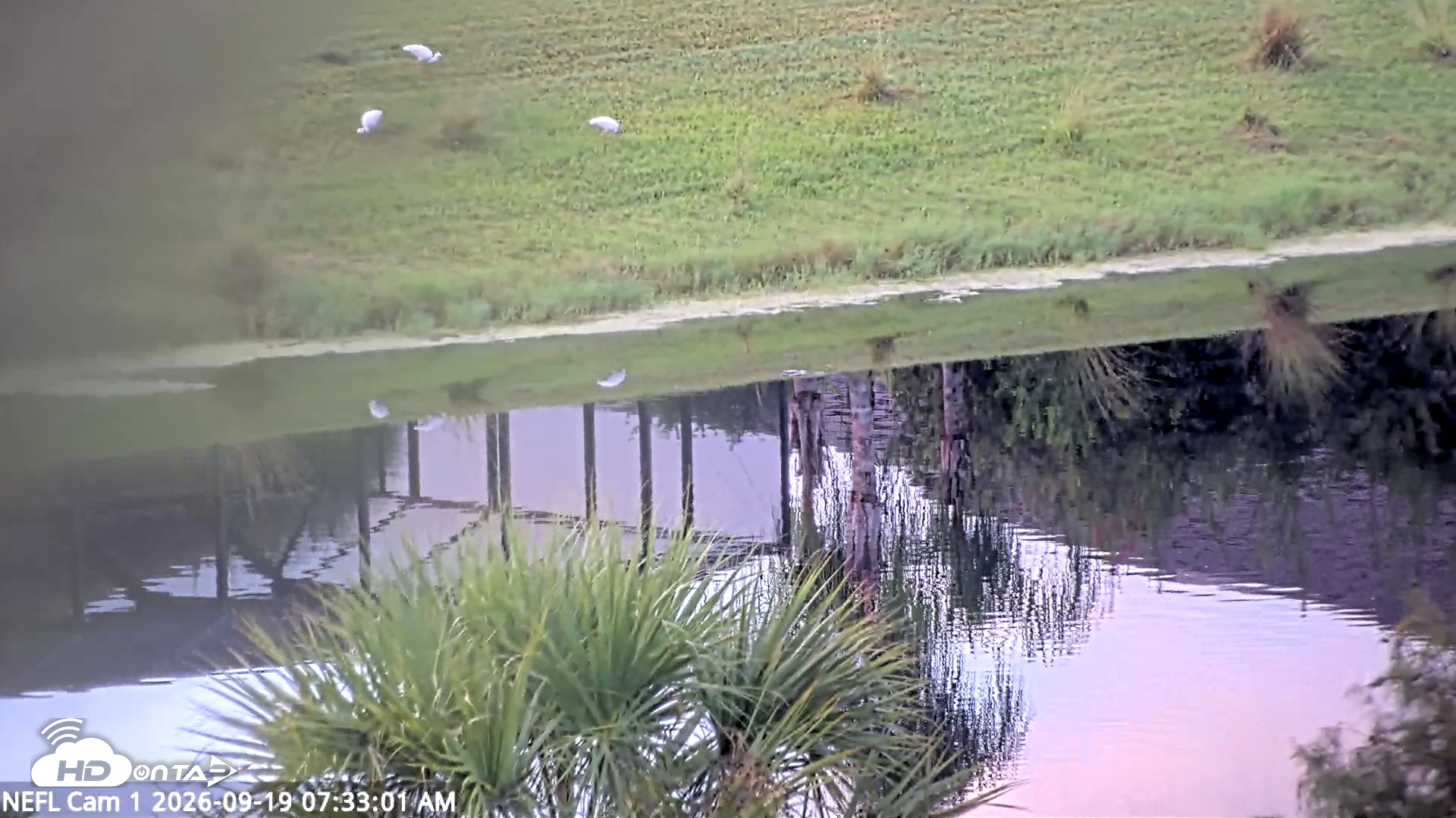 Snapshot of NE Florida Eagles Live Webcam taken Sep 19, 2026, 7:33am EDT
