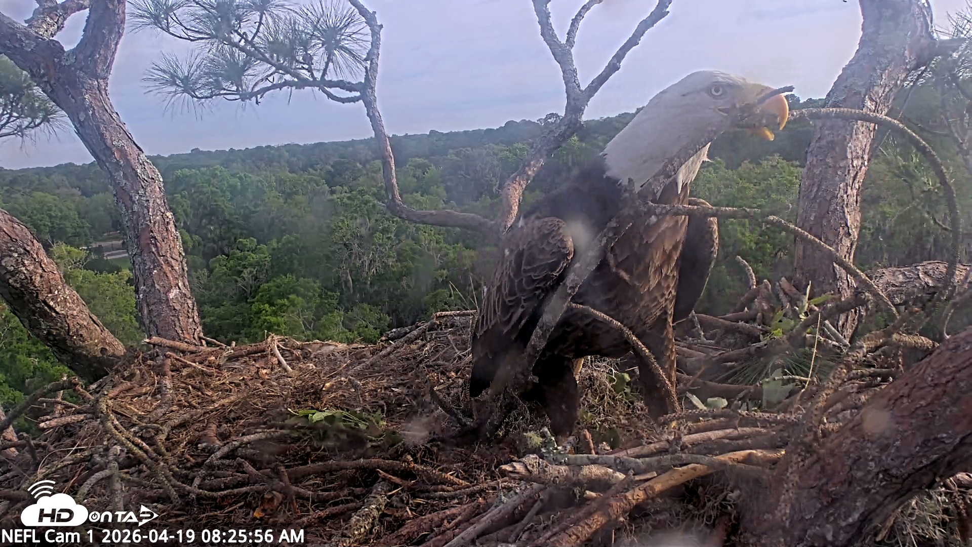 Snapshot of NE Florida Eagles Live Webcam taken Apr 19, 2026, 8:26am EDT