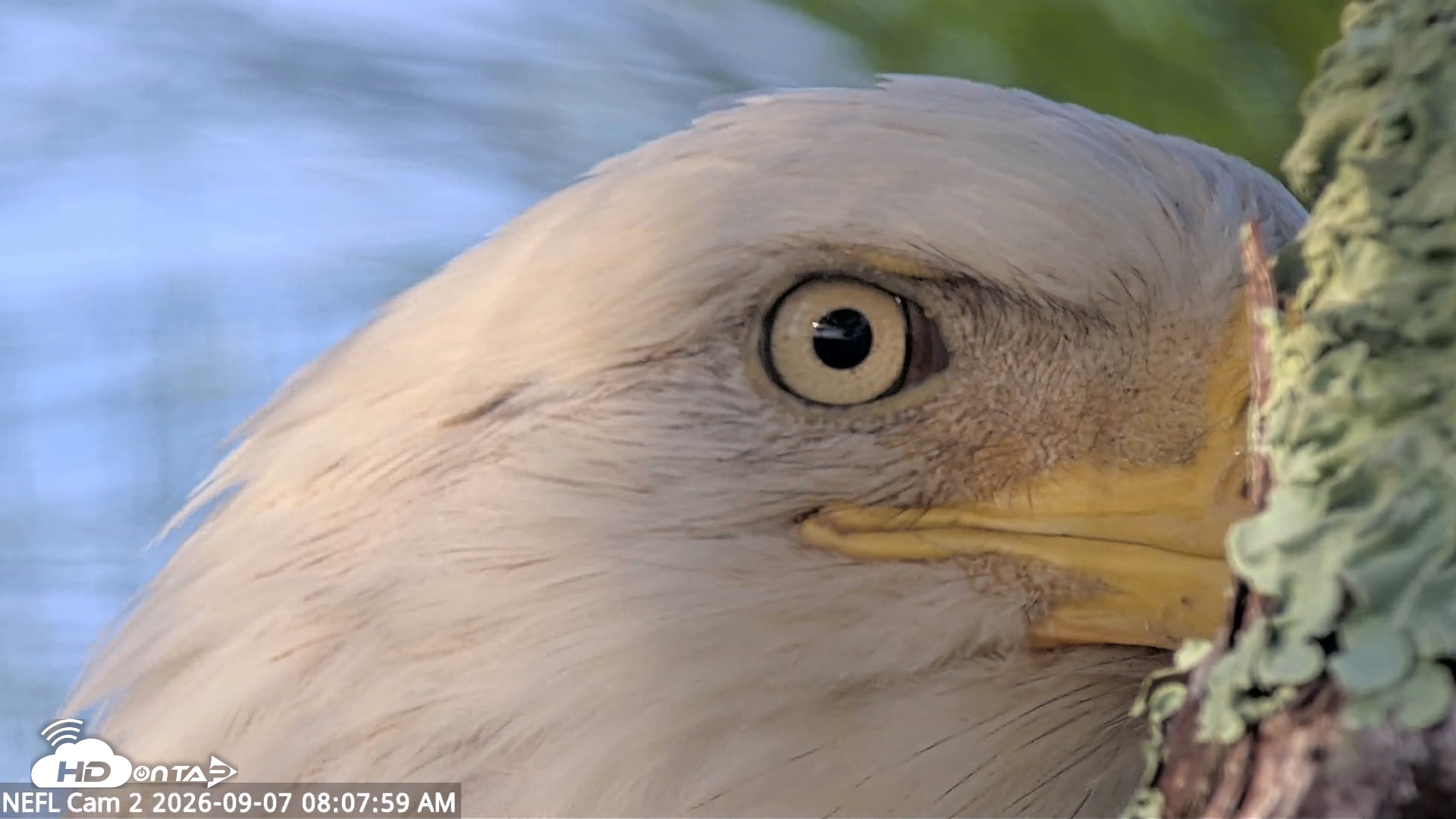 Snapshot of NE Florida Eagles Live Webcam taken Sep 7, 2026, 8:08am EDT