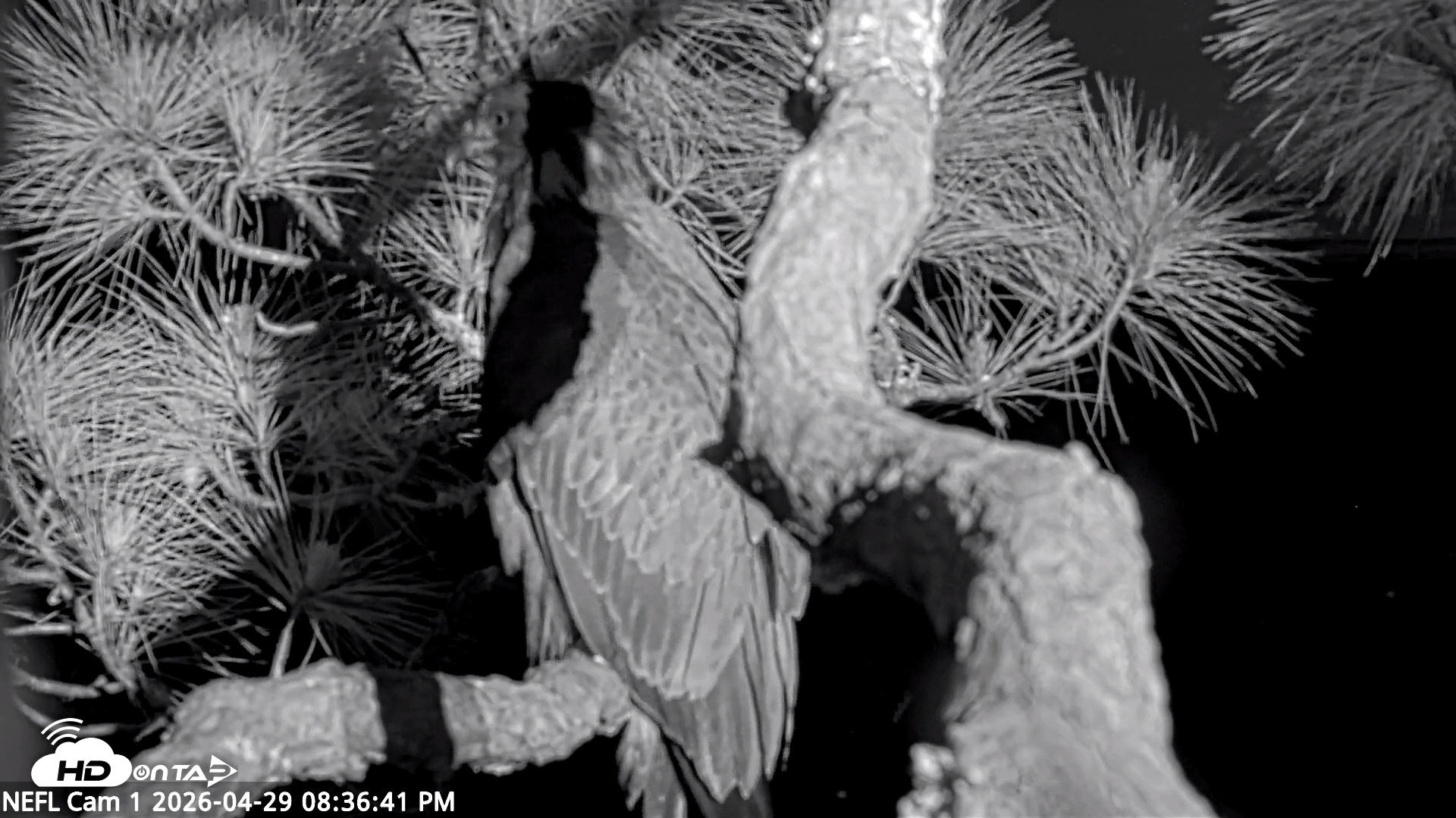Snapshot of NE Florida Eagles Live Webcam taken Apr 29, 2026, 8:37pm EDT