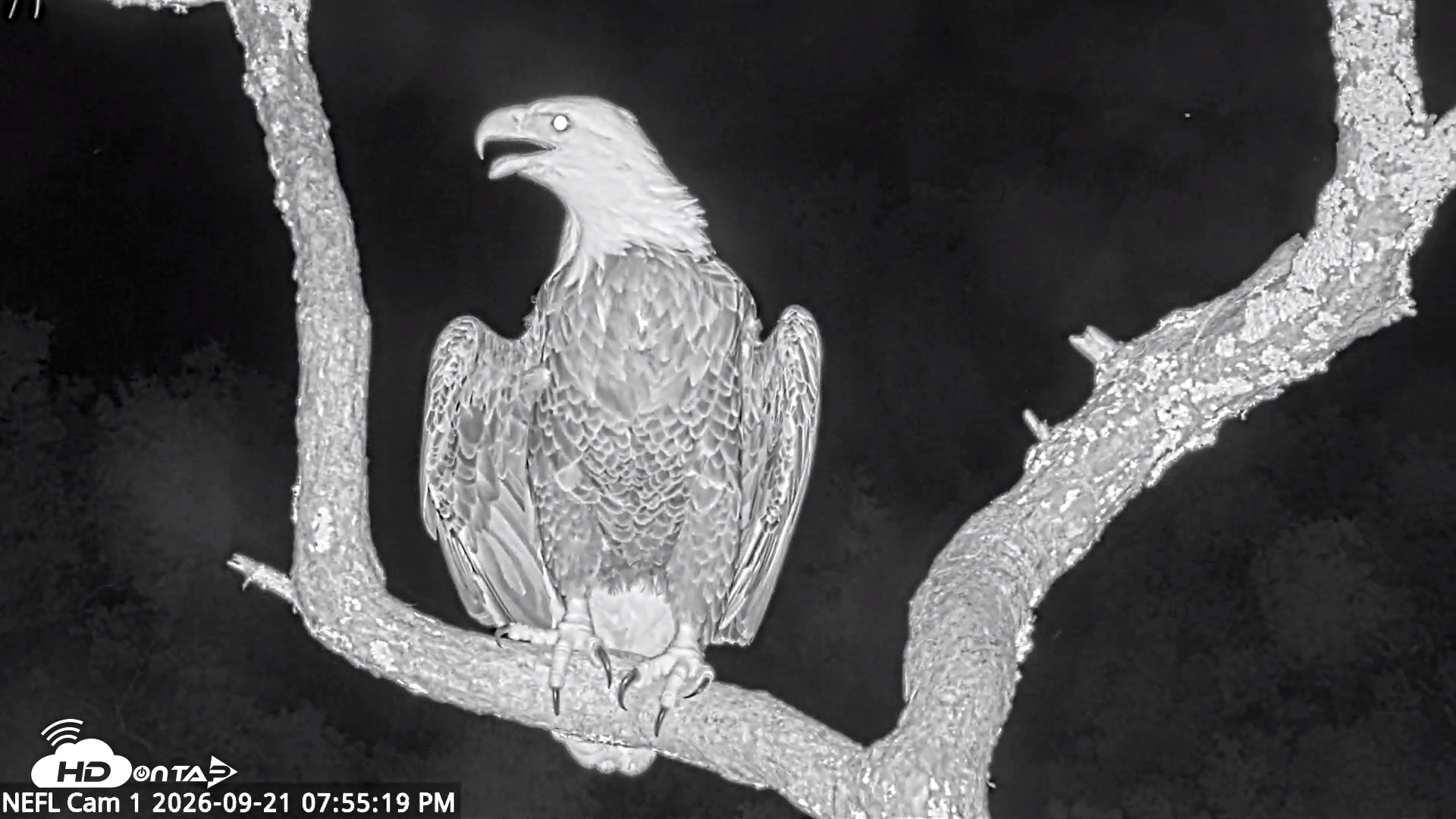 Snapshot of NE Florida Eagles Live Webcam taken Sep 21, 2026, 7:57pm EDT