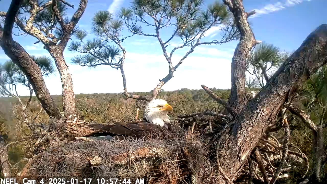 Snapshot of NE Florida Eagles Live Webcam taken Jan 17, 2025, 10:57am EST