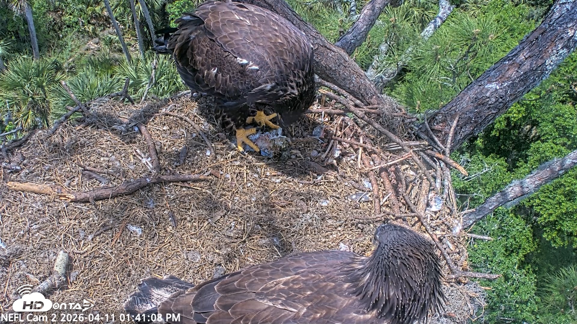 Snapshot of NE Florida Eagles Live Webcam taken Apr 11, 2026, 1:41pm EDT