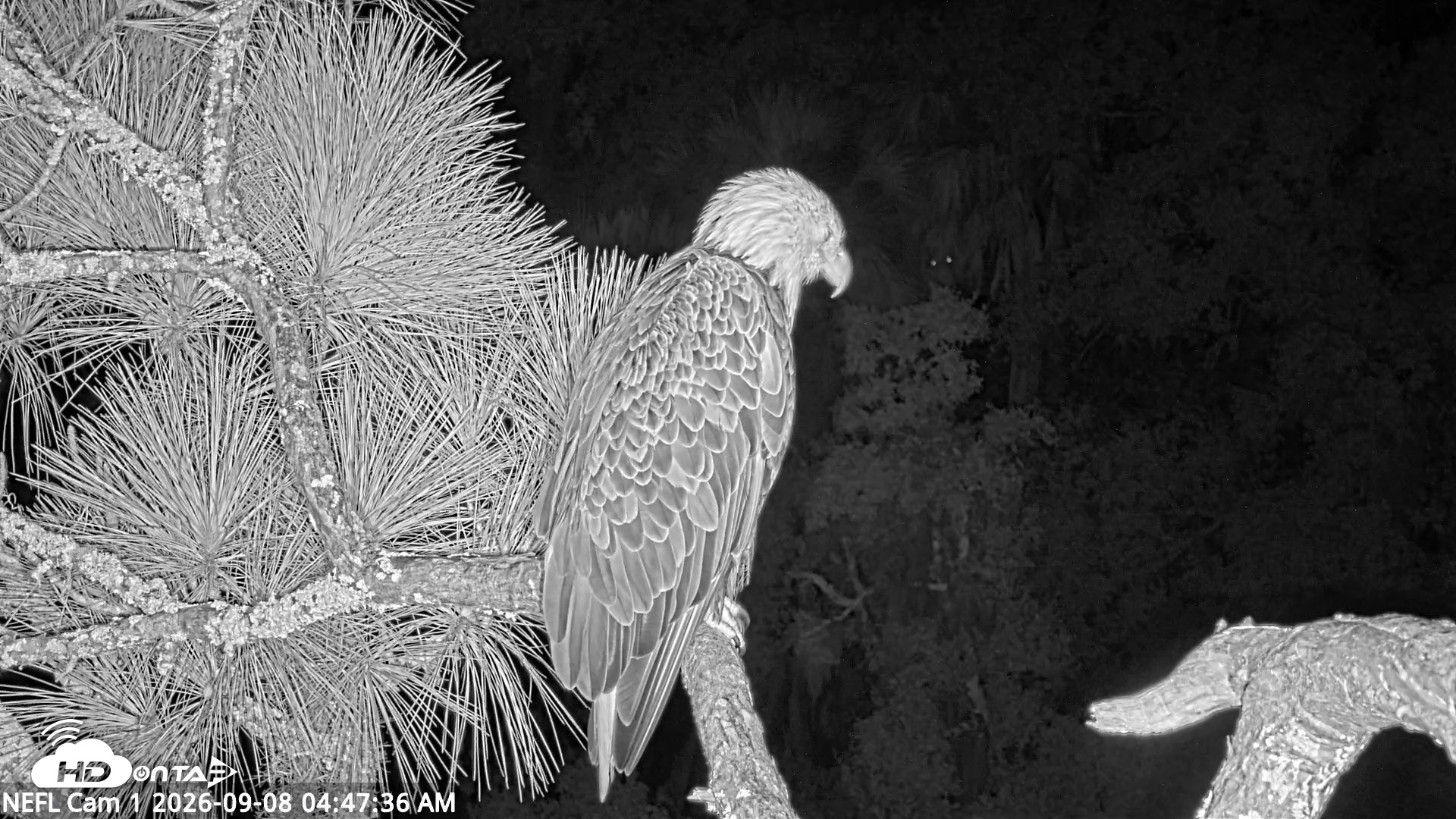 Snapshot of NE Florida Eagles Live Webcam taken Sep 8, 2026, 4:48am EDT