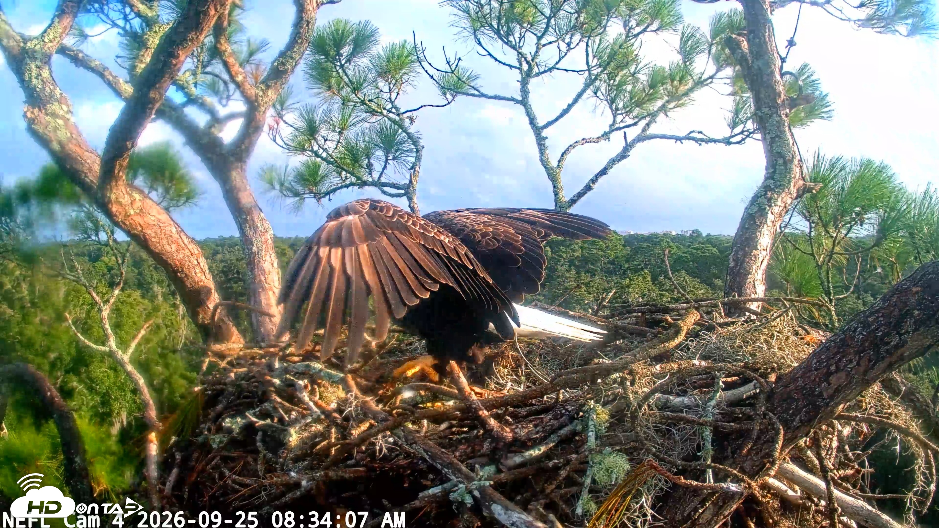Snapshot of NE Florida Eagles Live Webcam taken Sep 25, 2026, 8:34am EDT