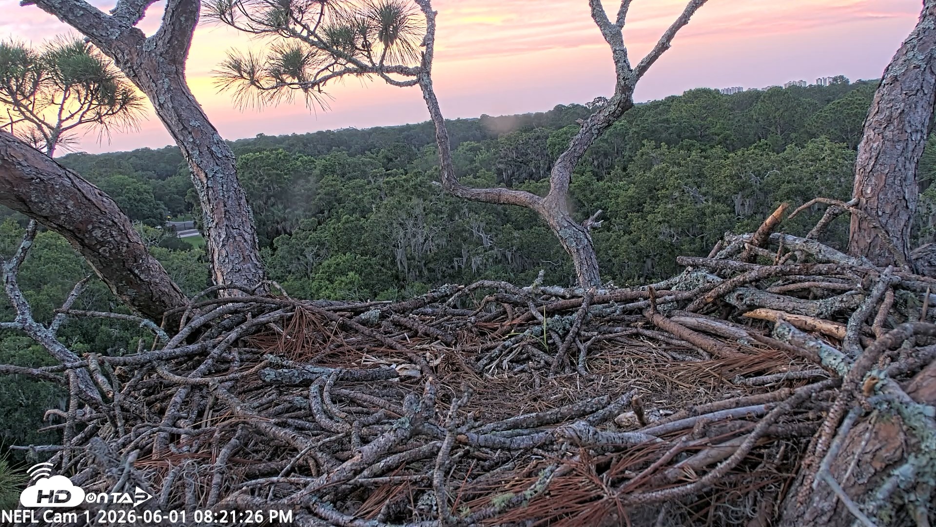 Snapshot of NE Florida Eagles Live Webcam taken Jun 1, 2026, 8:22pm EDT