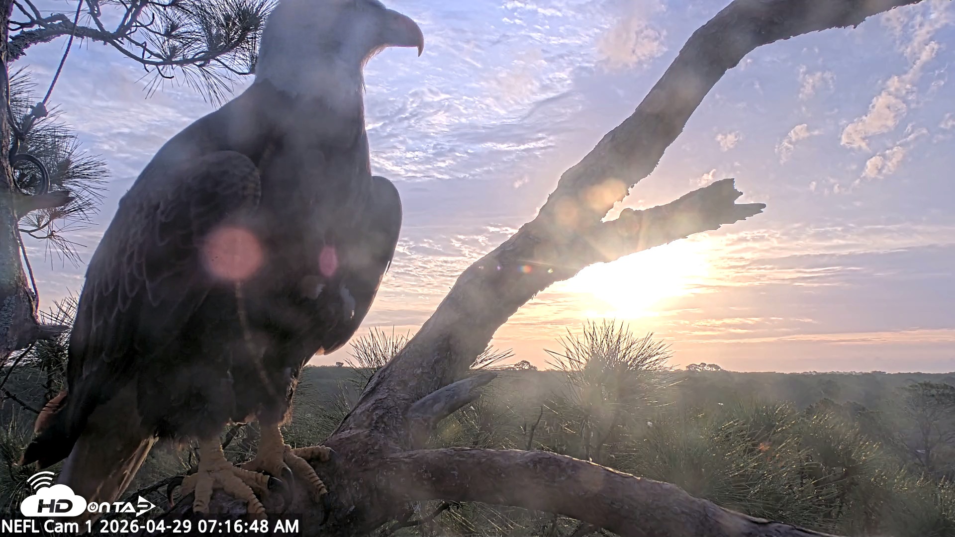 Snapshot of NE Florida Eagles Live Webcam taken Apr 29, 2026, 7:17am EDT
