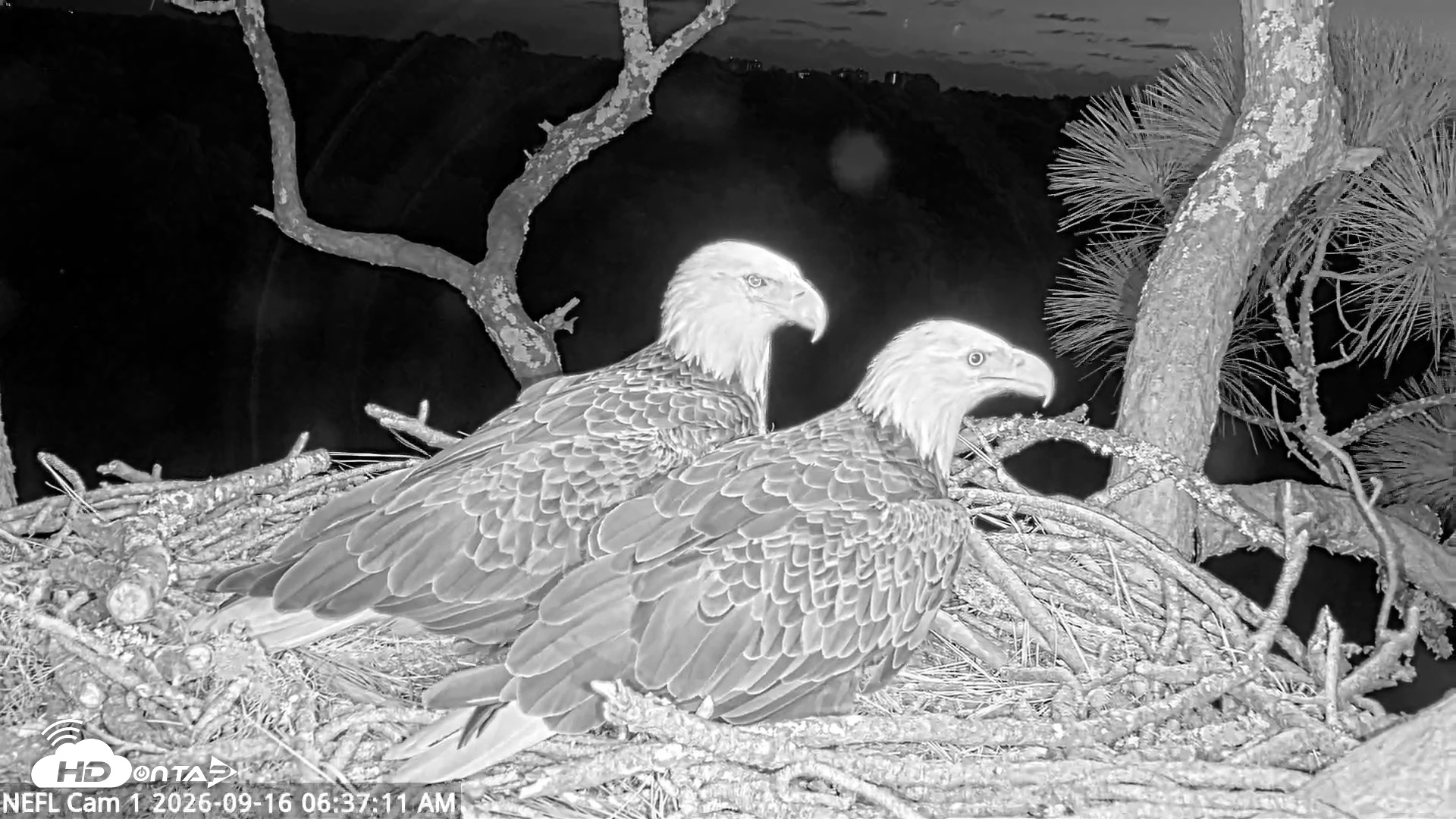 Snapshot of NE Florida Eagles Live Webcam taken Sep 16, 2026, 6:38am EDT