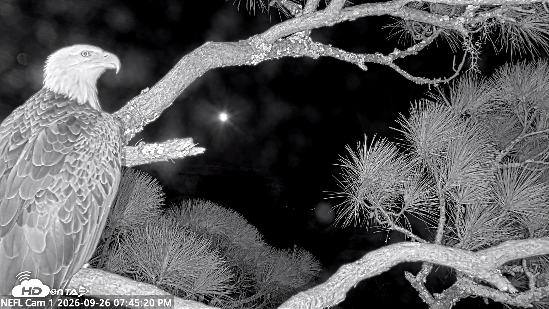 Snapshot of NE Florida Eagles Live Webcam taken Sep 26, 2026, 7:46pm EDT