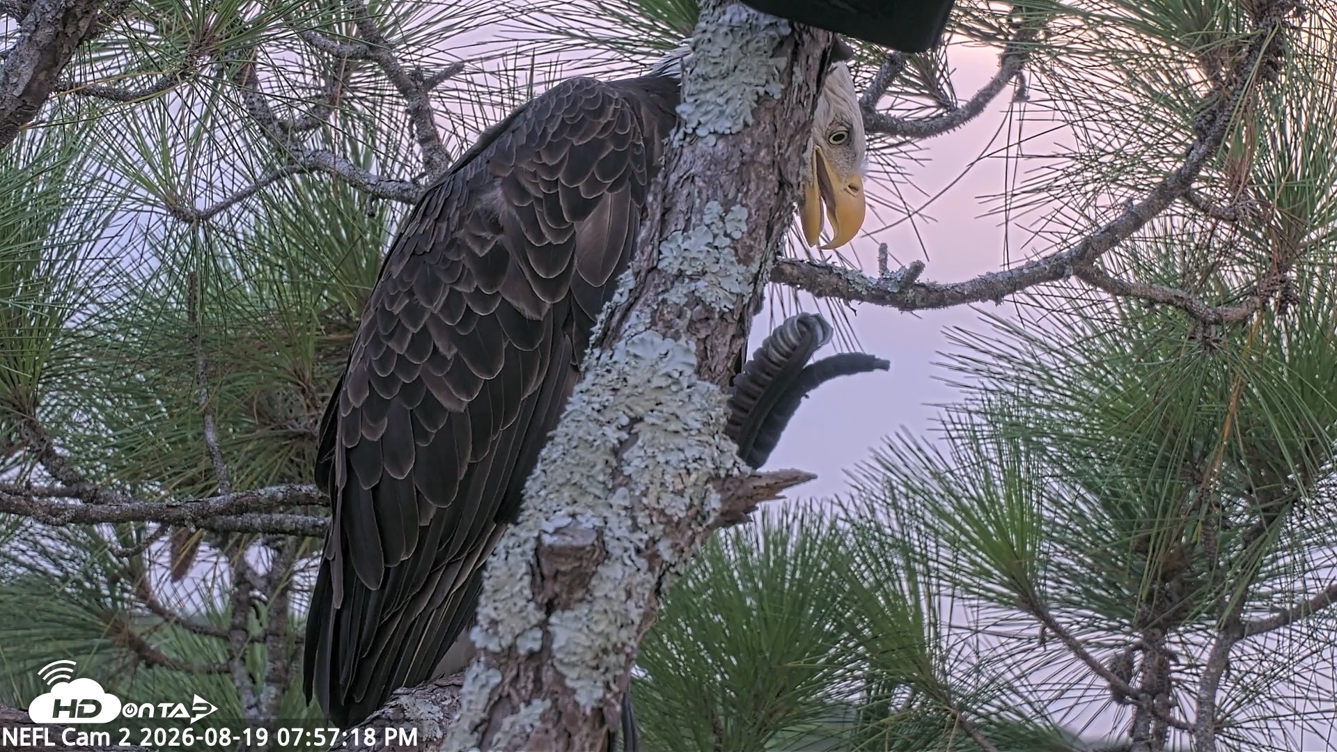 Snapshot of NE Florida Eagles Live Webcam taken Aug 19, 2026, 7:58pm EDT