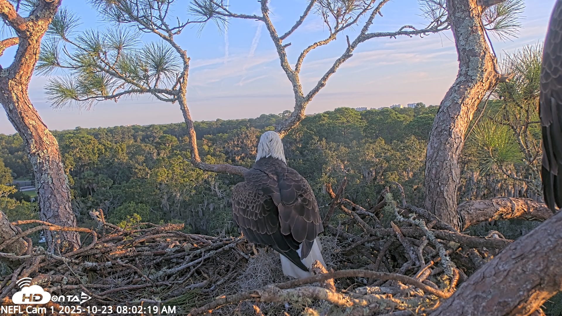 Snapshot of NE Florida Eagles Live Webcam taken Oct 23, 2025, 8:03am EDT