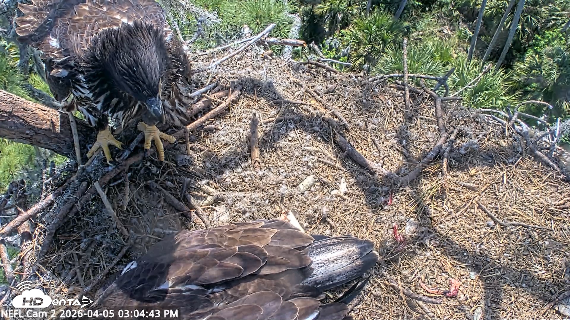Snapshot of NE Florida Eagles Live Webcam taken Apr 5, 2026, 3:05pm EDT