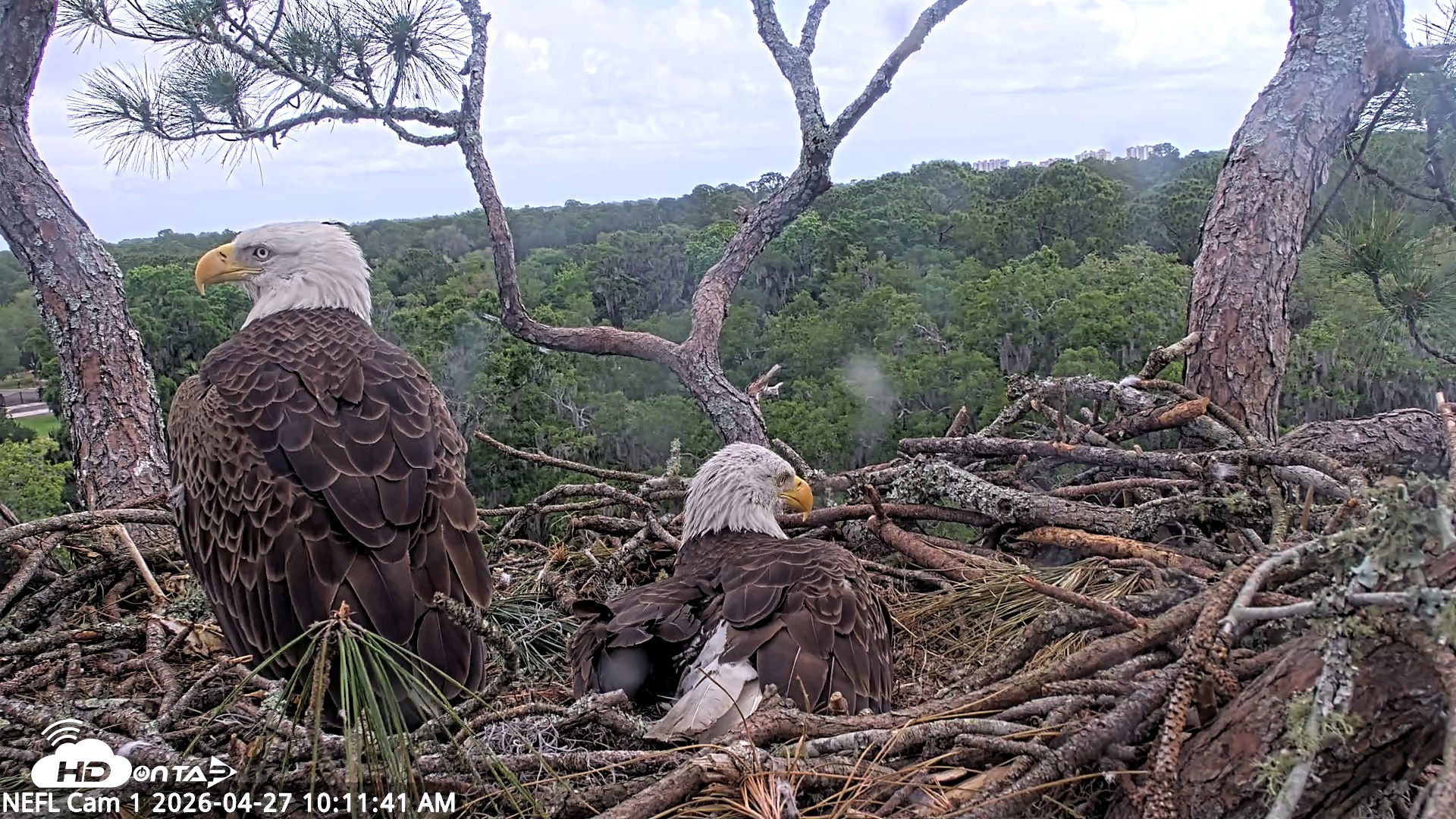 Snapshot of NE Florida Eagles Live Webcam taken Apr 27, 2026, 10:13am EDT
