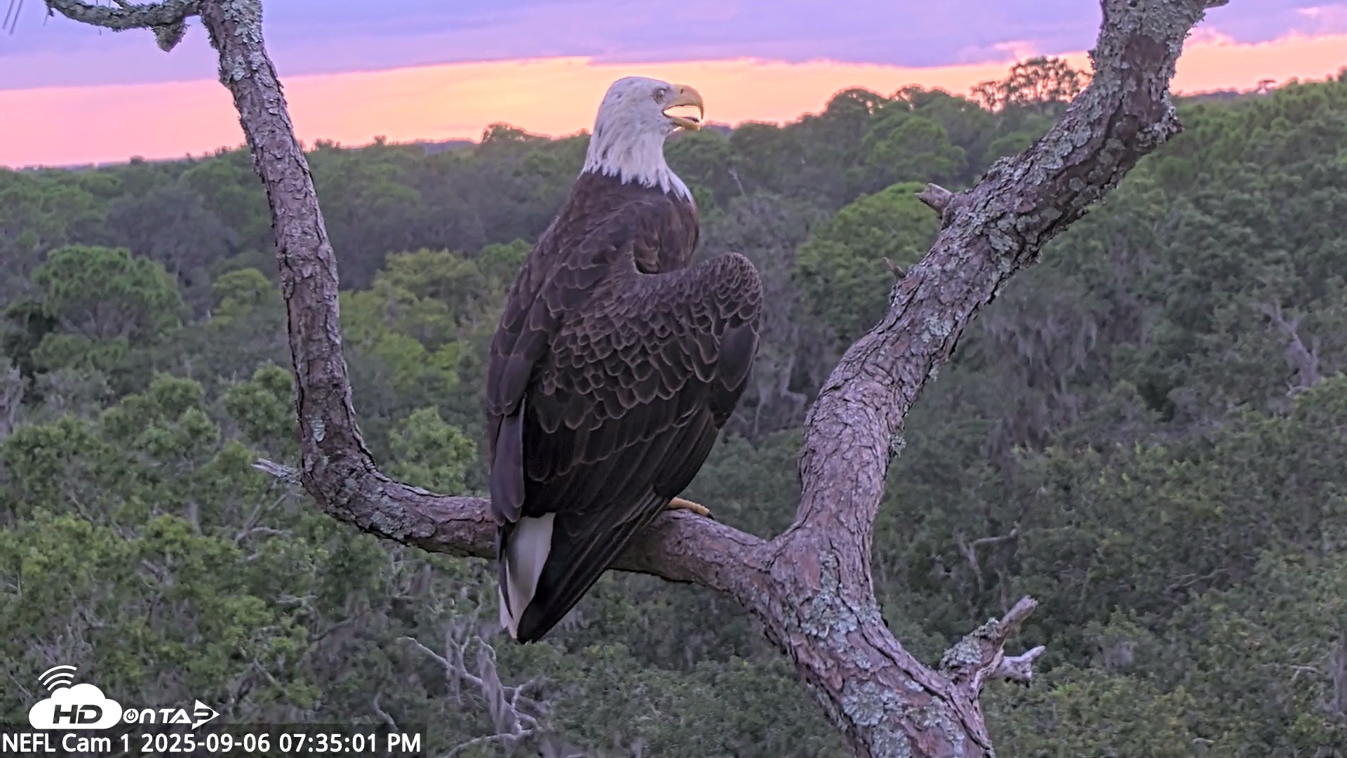 Snapshot of NE Florida Eagles Live Webcam taken Sep 6, 2025, 7:36pm EDT