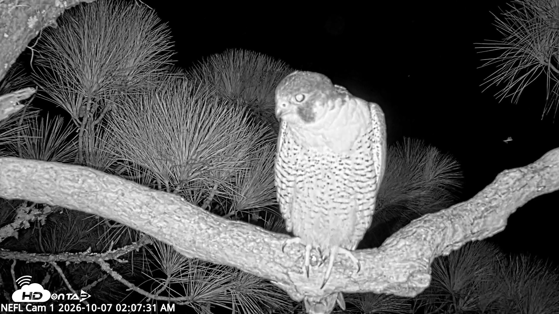 Snapshot of NE Florida Eagles Live Webcam taken Oct 7, 2026, 2:08am EDT