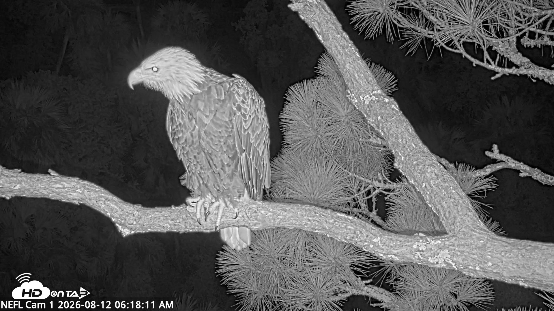 Snapshot of NE Florida Eagles Live Webcam taken Aug 12, 2026, 6:19am EDT