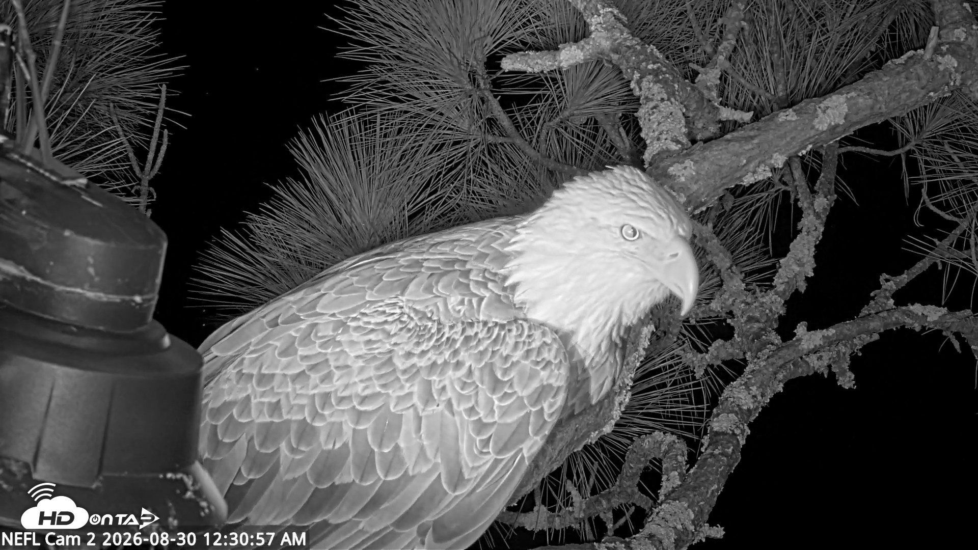Snapshot of NE Florida Eagles Live Webcam taken Aug 30, 2026, 12:32am EDT