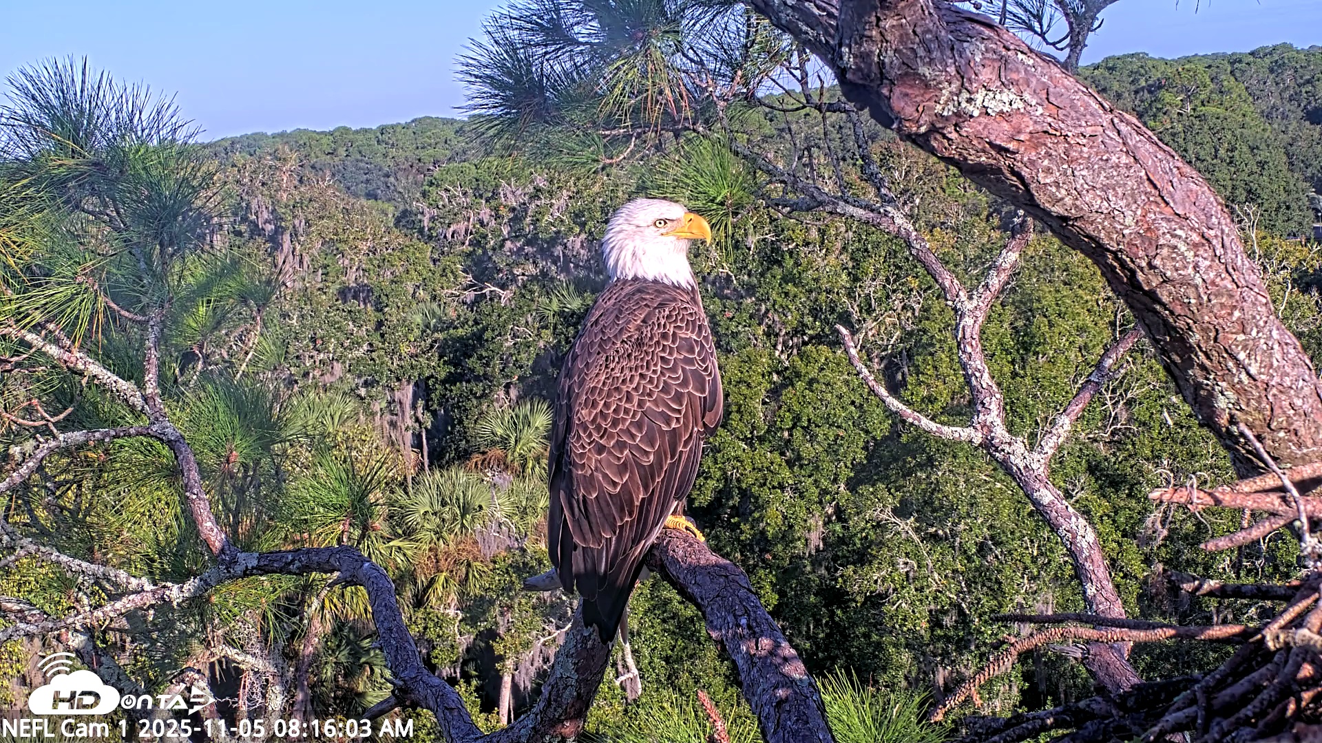 Snapshot of NE Florida Eagles Live Webcam taken Nov 5, 2025, 8:16am EST