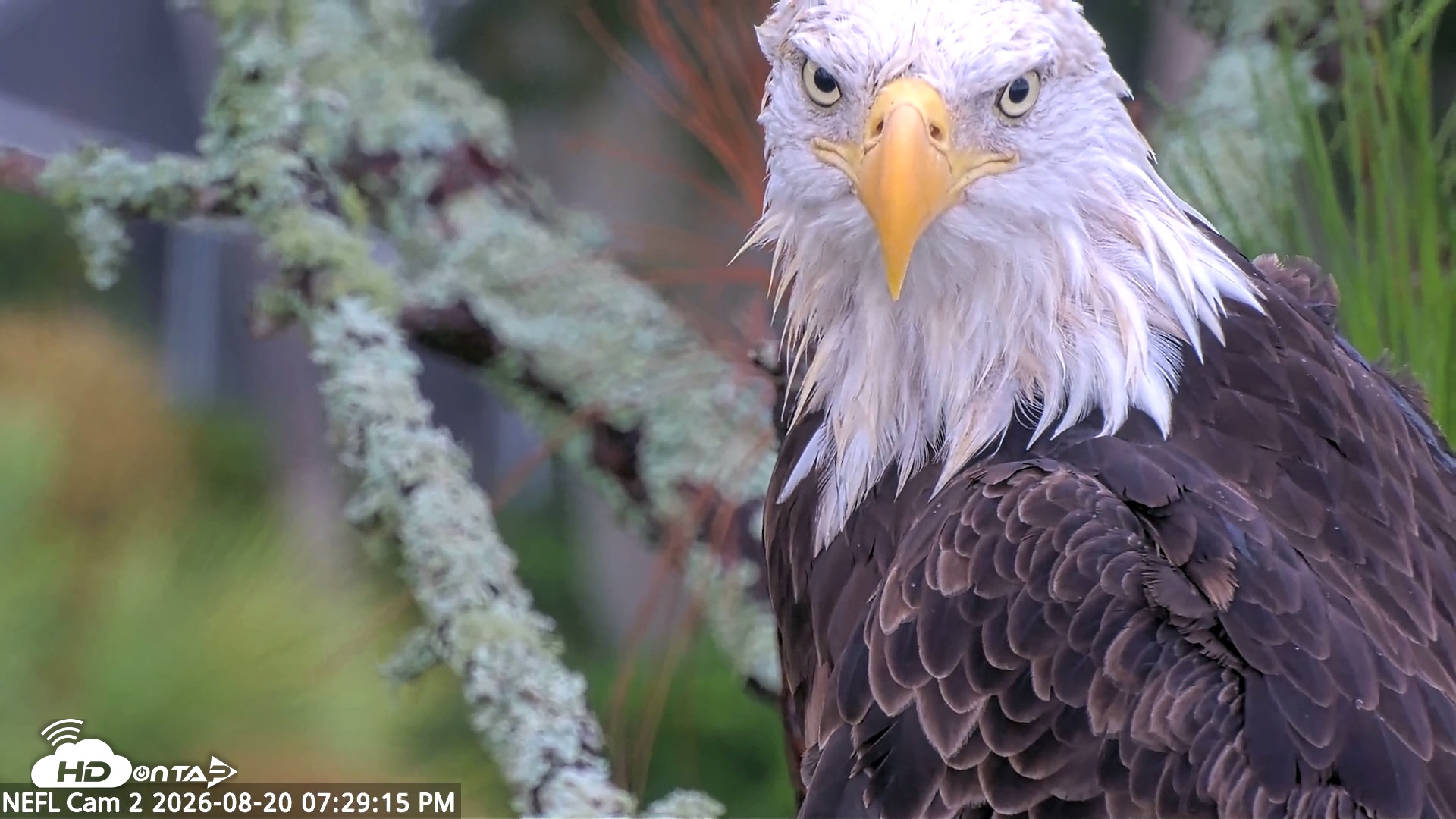Snapshot of NE Florida Eagles Live Webcam taken Aug 20, 2026, 7:30pm EDT