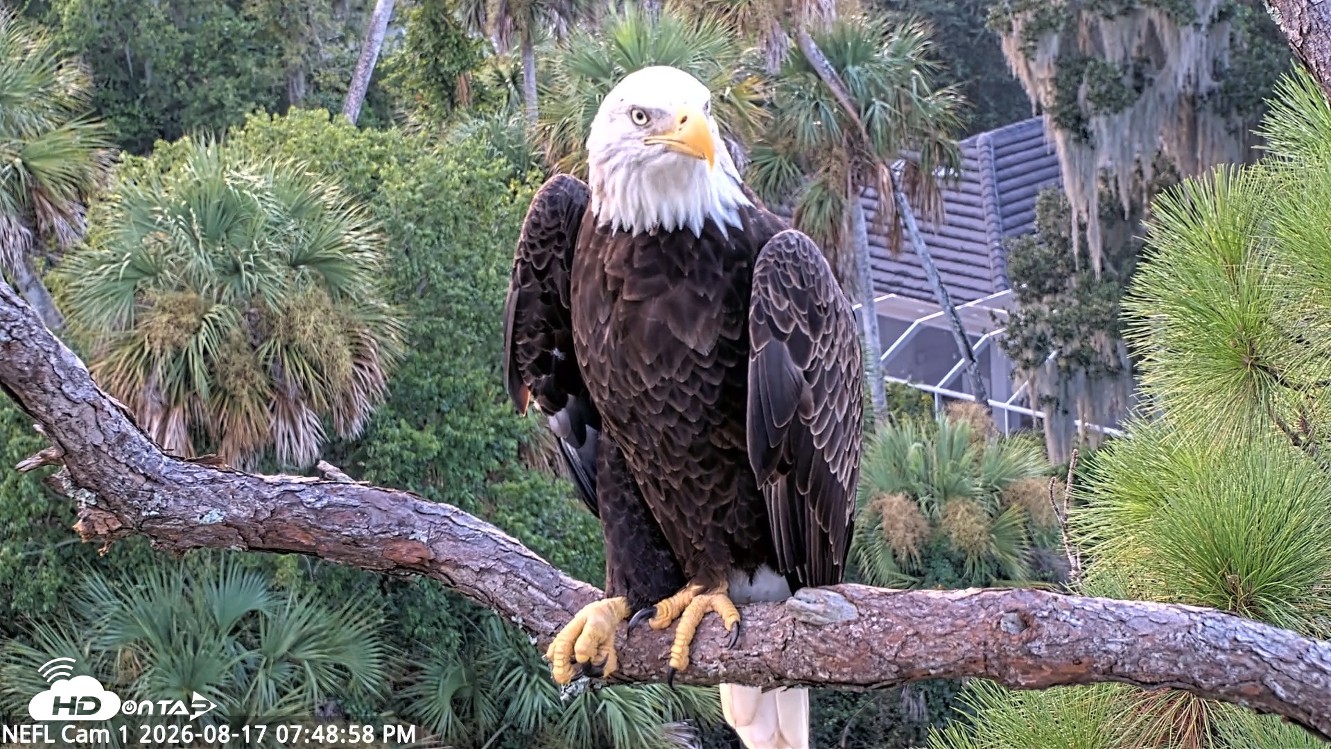 Snapshot of NE Florida Eagles Live Webcam taken Aug 17, 2026, 7:49pm EDT