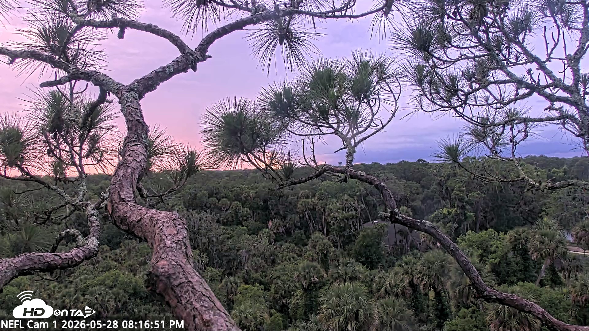 Snapshot of NE Florida Eagles Live Webcam taken May 28, 2026, 8:17pm EDT
