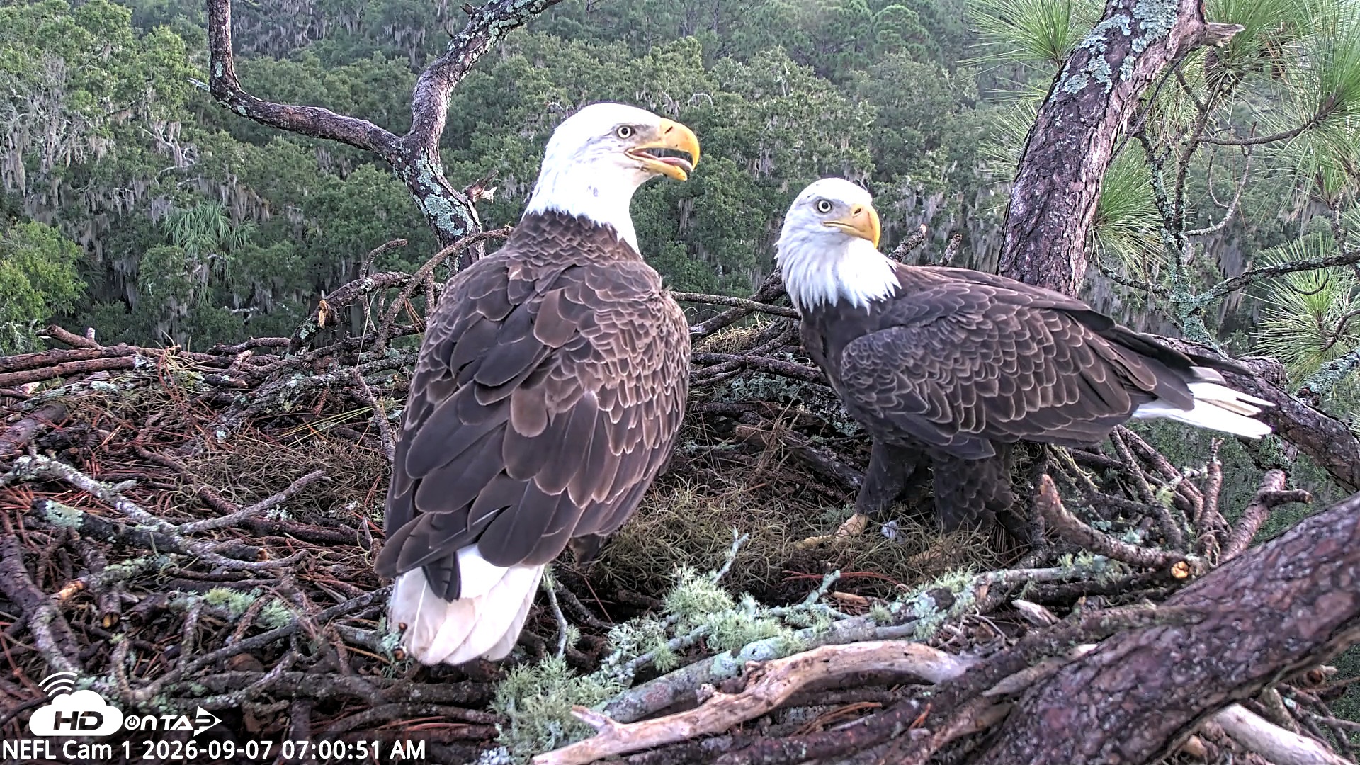Snapshot of NE Florida Eagles Live Webcam taken Sep 7, 2026, 7:01am EDT