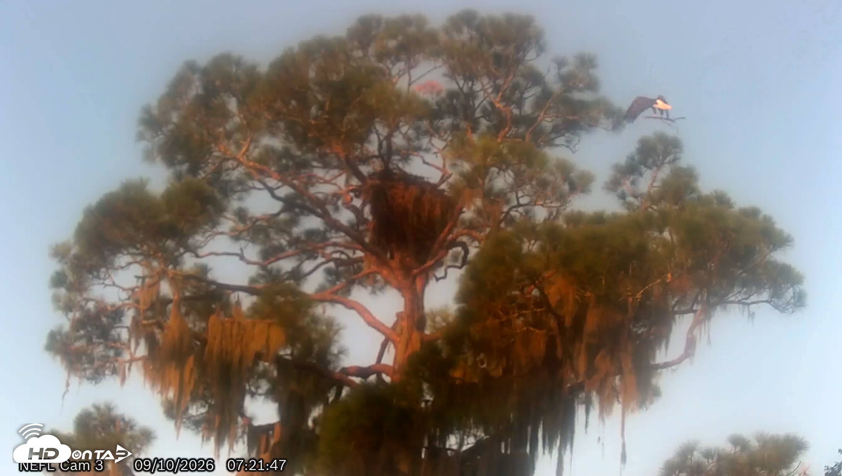 Snapshot of NE Florida Eagles Live Webcam taken Sep 10, 2026, 7:22am EDT