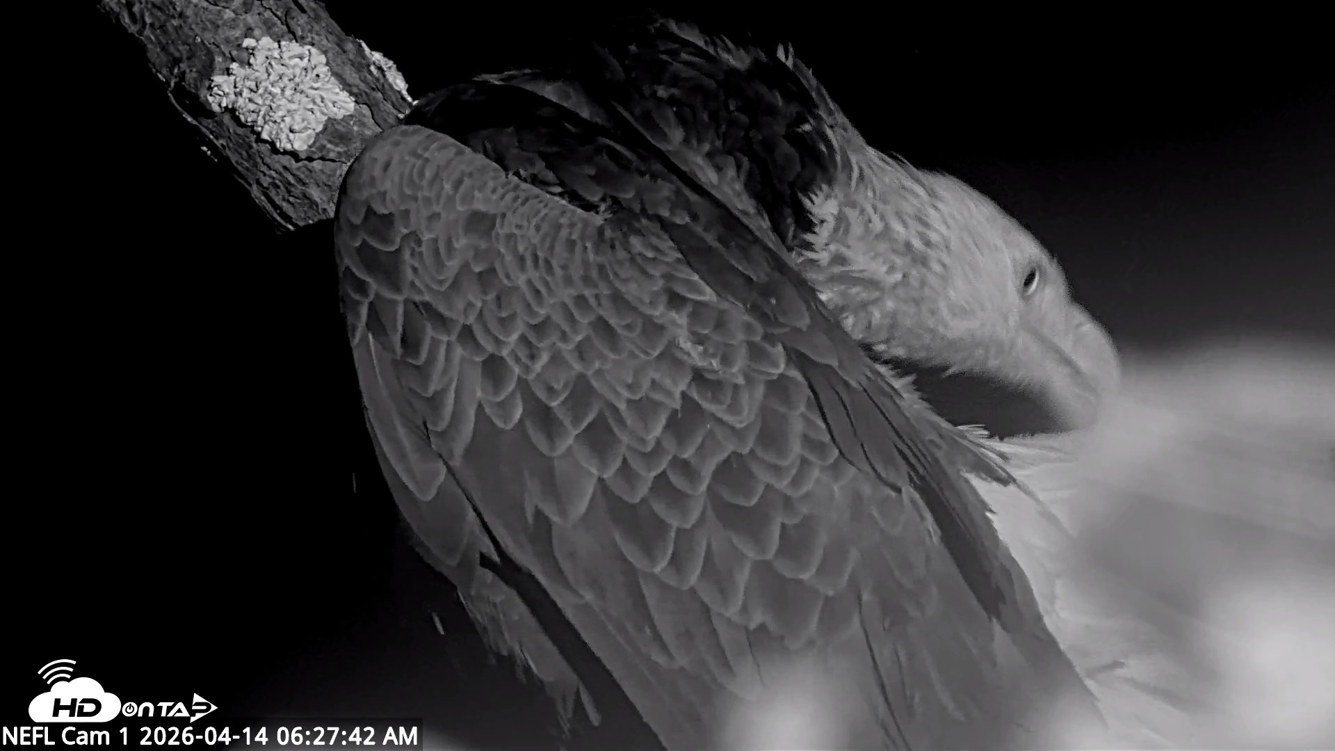 Snapshot of NE Florida Eagles Live Webcam taken Apr 14, 2026, 6:28am EDT