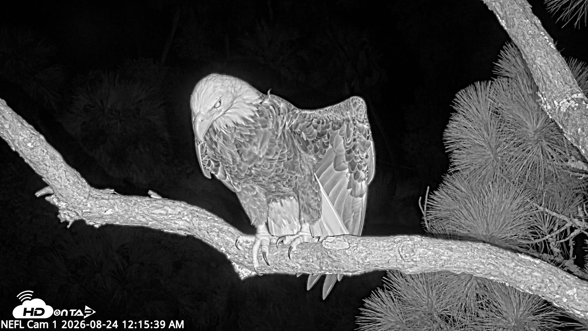 Snapshot of NE Florida Eagles Live Webcam taken Aug 24, 2026, 12:16am EDT
