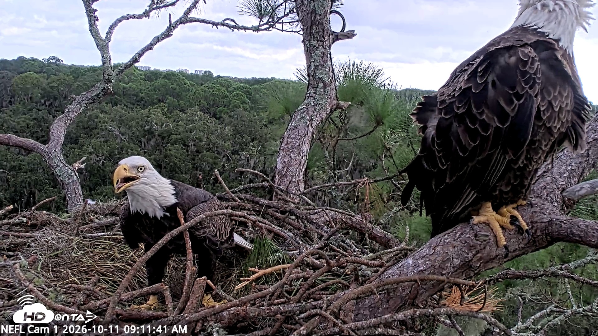 Snapshot of NE Florida Eagles Live Webcam taken Oct 11, 2026, 9:12am EDT