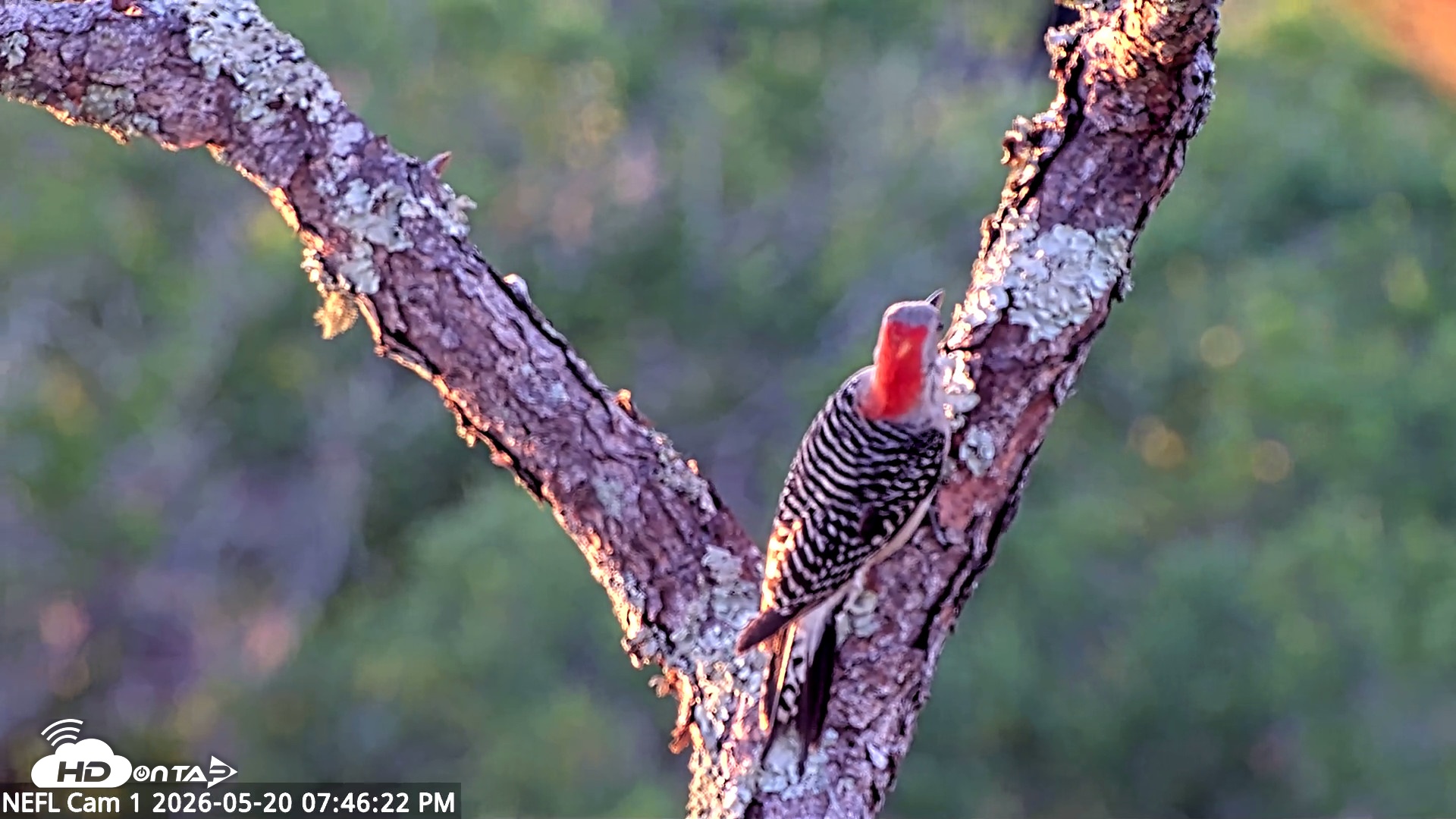 Snapshot of NE Florida Eagles Live Webcam taken May 20, 2026, 7:47pm EDT