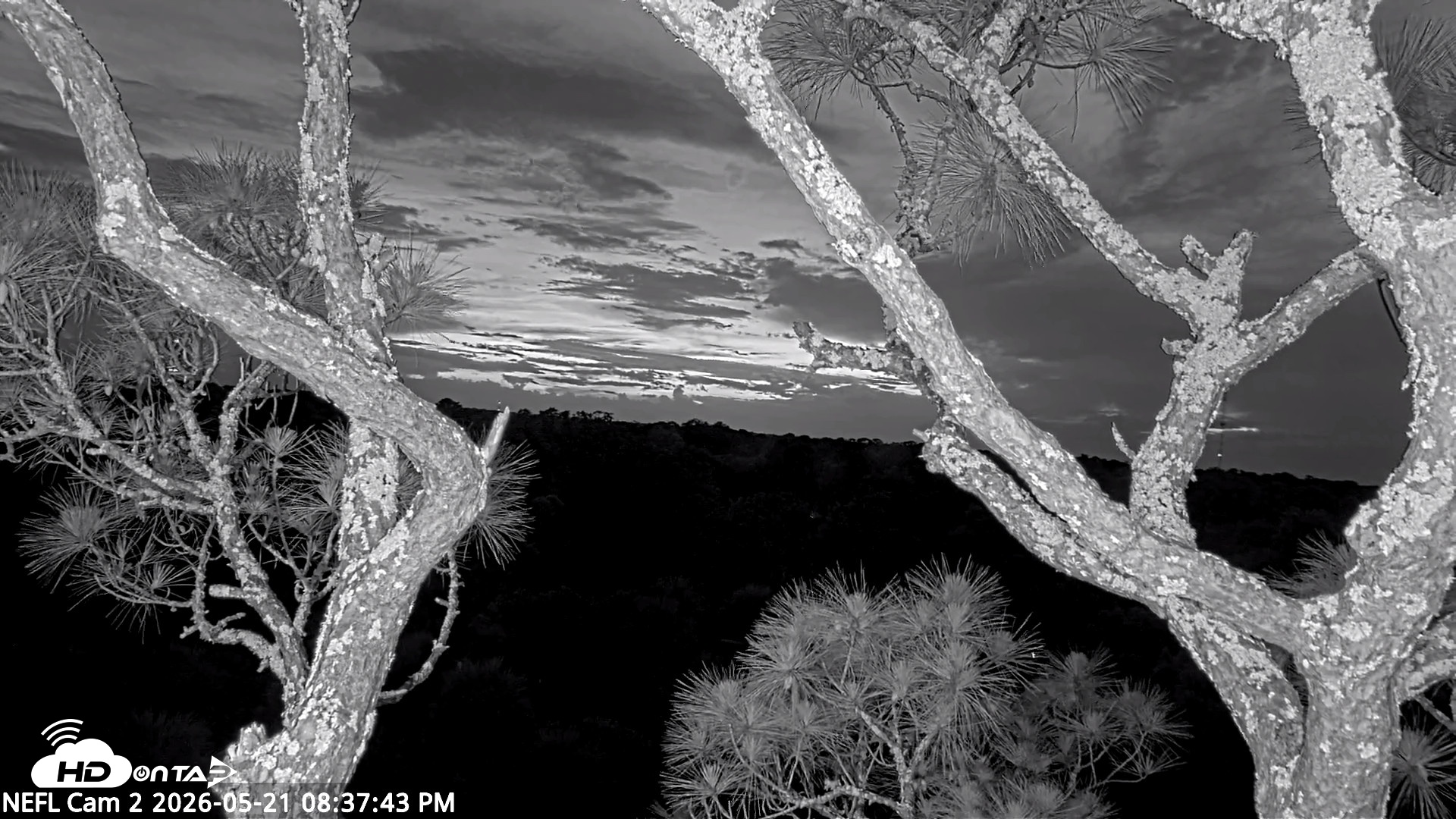 Snapshot of NE Florida Eagles Live Webcam taken May 21, 2026, 8:38pm EDT