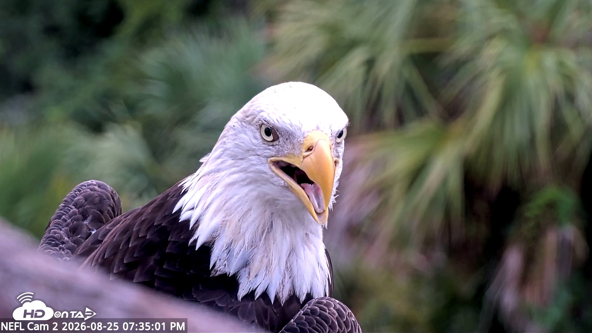 Snapshot of NE Florida Eagles Live Webcam taken Aug 25, 2026, 7:36pm EDT