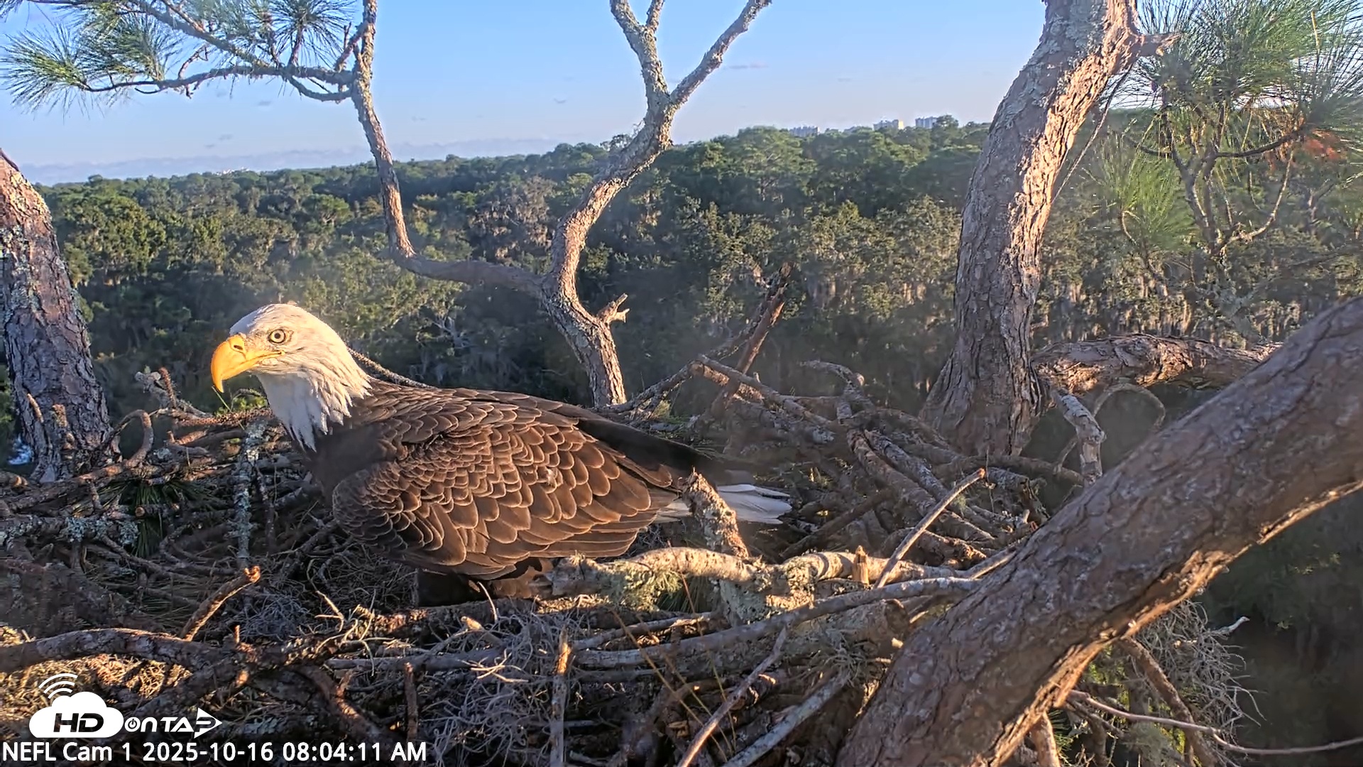 Snapshot of NE Florida Eagles Live Webcam taken Oct 16, 2025, 8:05am EDT