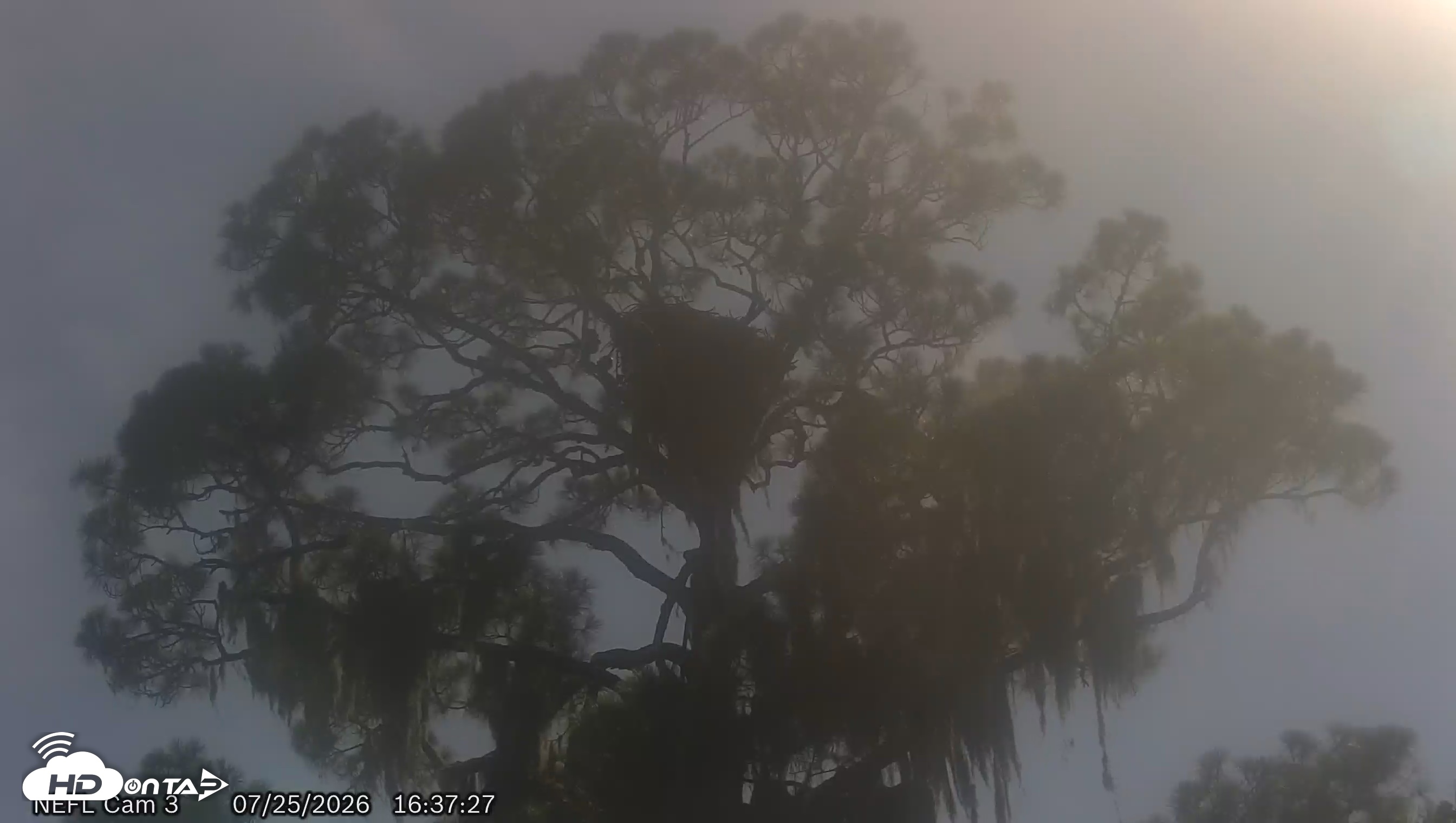 Snapshot of NE Florida Eagles Live Webcam taken Jul 25, 2026, 4:38pm EDT