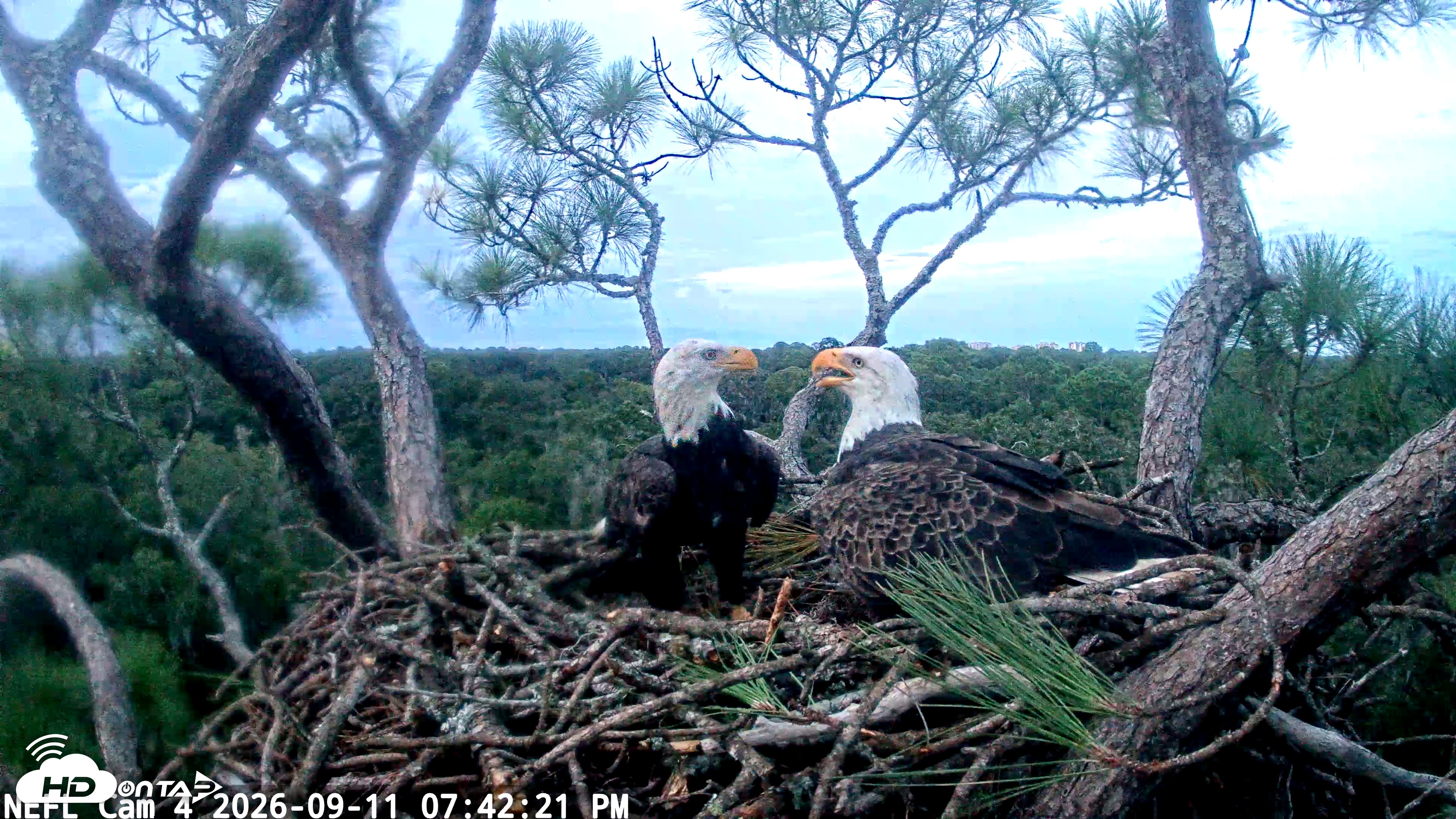 Snapshot of NE Florida Eagles Live Webcam taken Sep 11, 2026, 7:43pm EDT