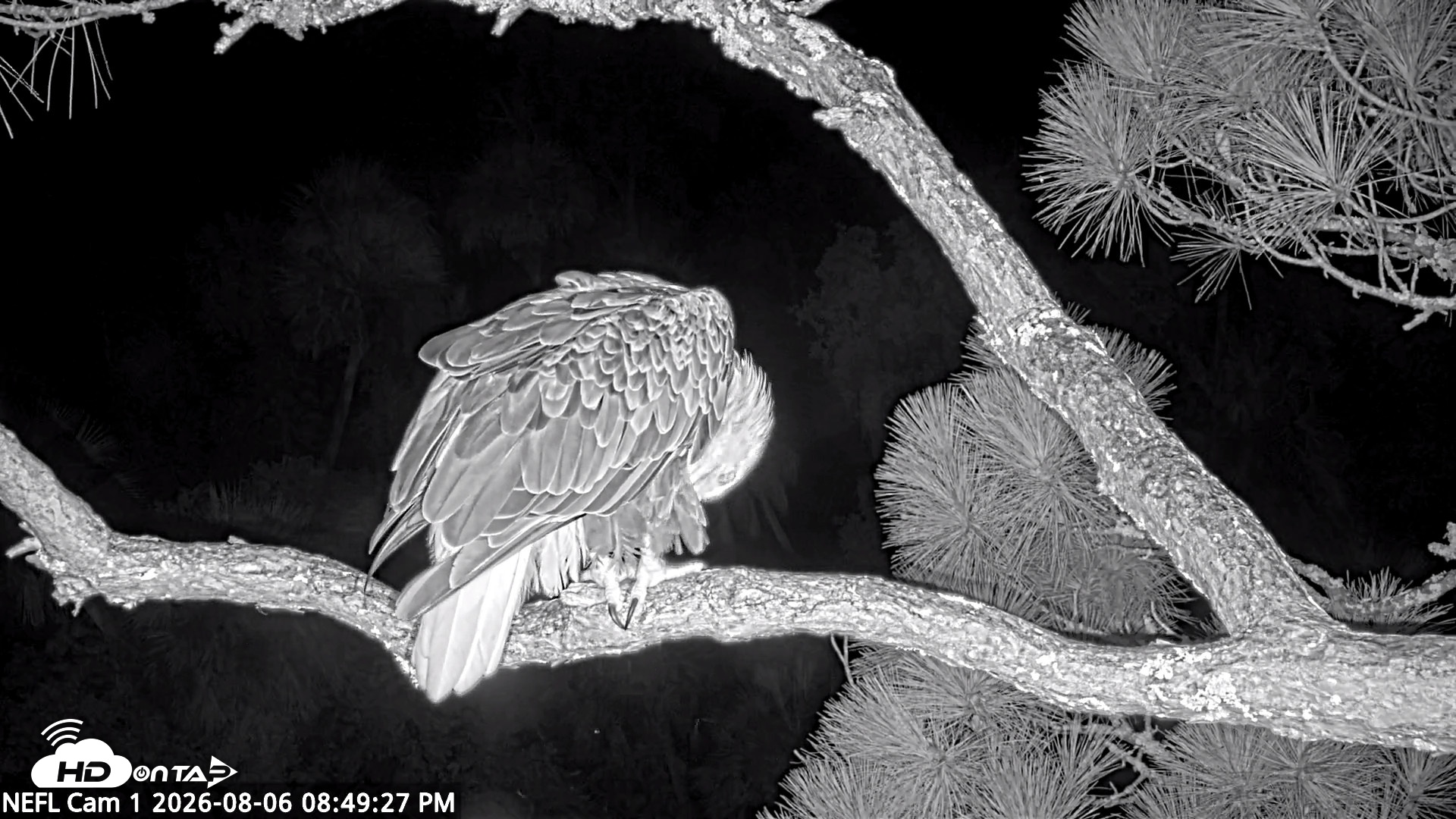Snapshot of NE Florida Eagles Live Webcam taken Aug 6, 2026, 8:50pm EDT