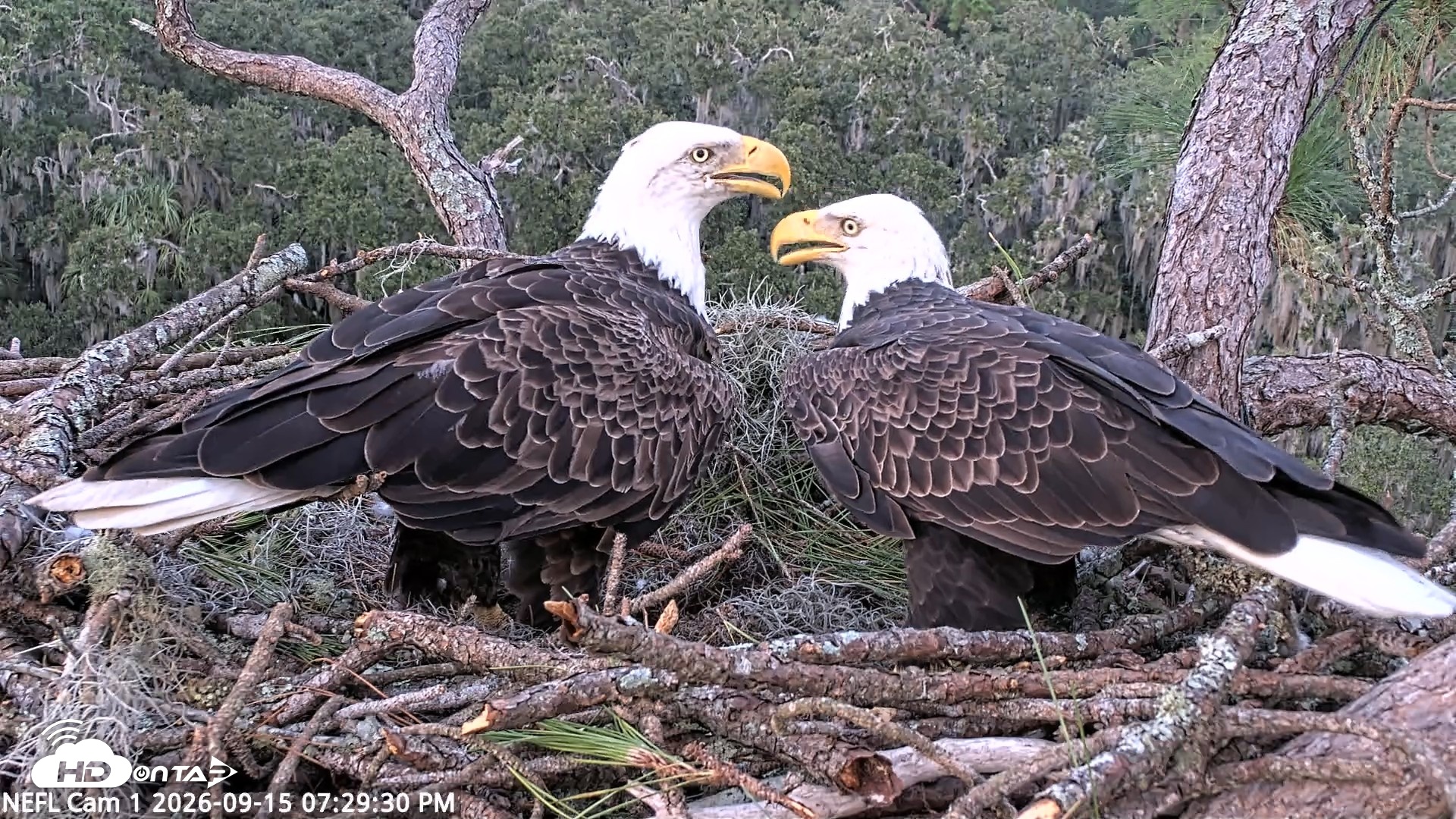 Snapshot of NE Florida Eagles Live Webcam taken Sep 15, 2026, 7:30pm EDT