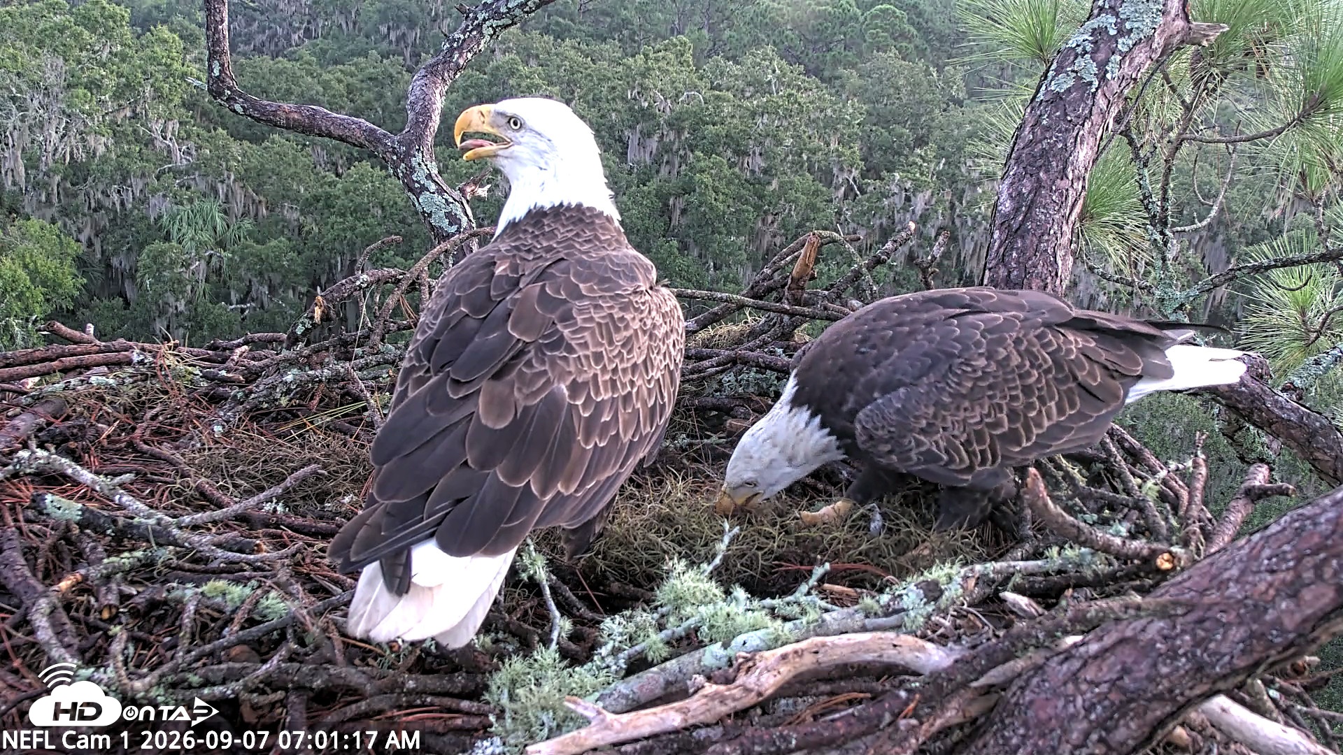 Snapshot of NE Florida Eagles Live Webcam taken Sep 7, 2026, 7:02am EDT