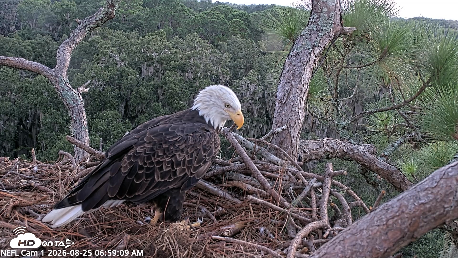 Snapshot of NE Florida Eagles Live Webcam taken Aug 25, 2026, 6:59am EDT