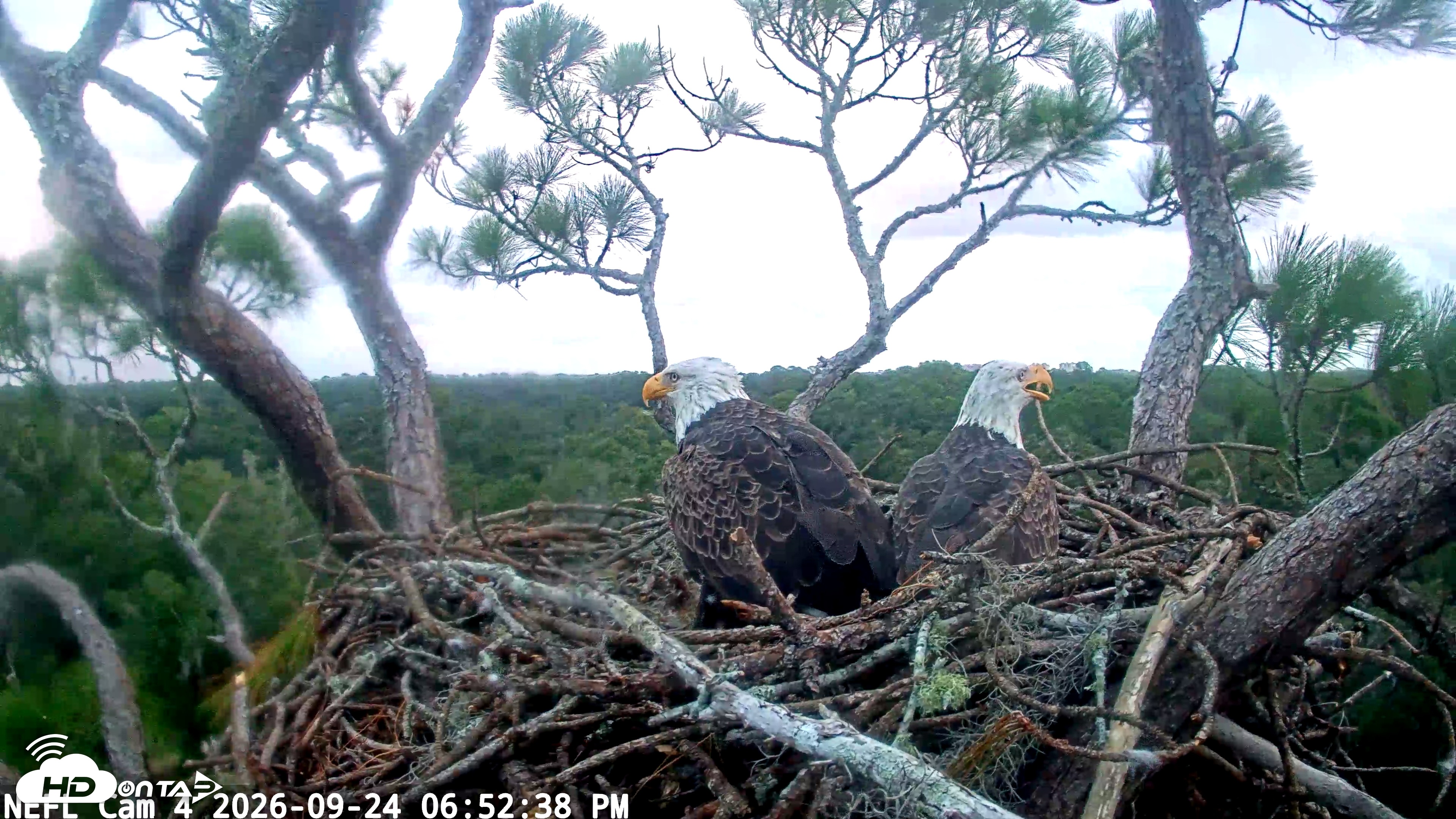 Snapshot of NE Florida Eagles Live Webcam taken Sep 24, 2026, 6:53pm EDT