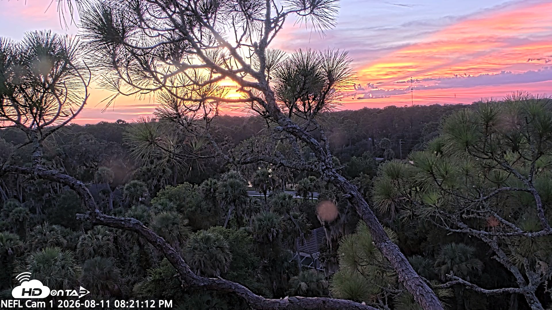Snapshot of NE Florida Eagles Live Webcam taken Aug 11, 2026, 8:22pm EDT