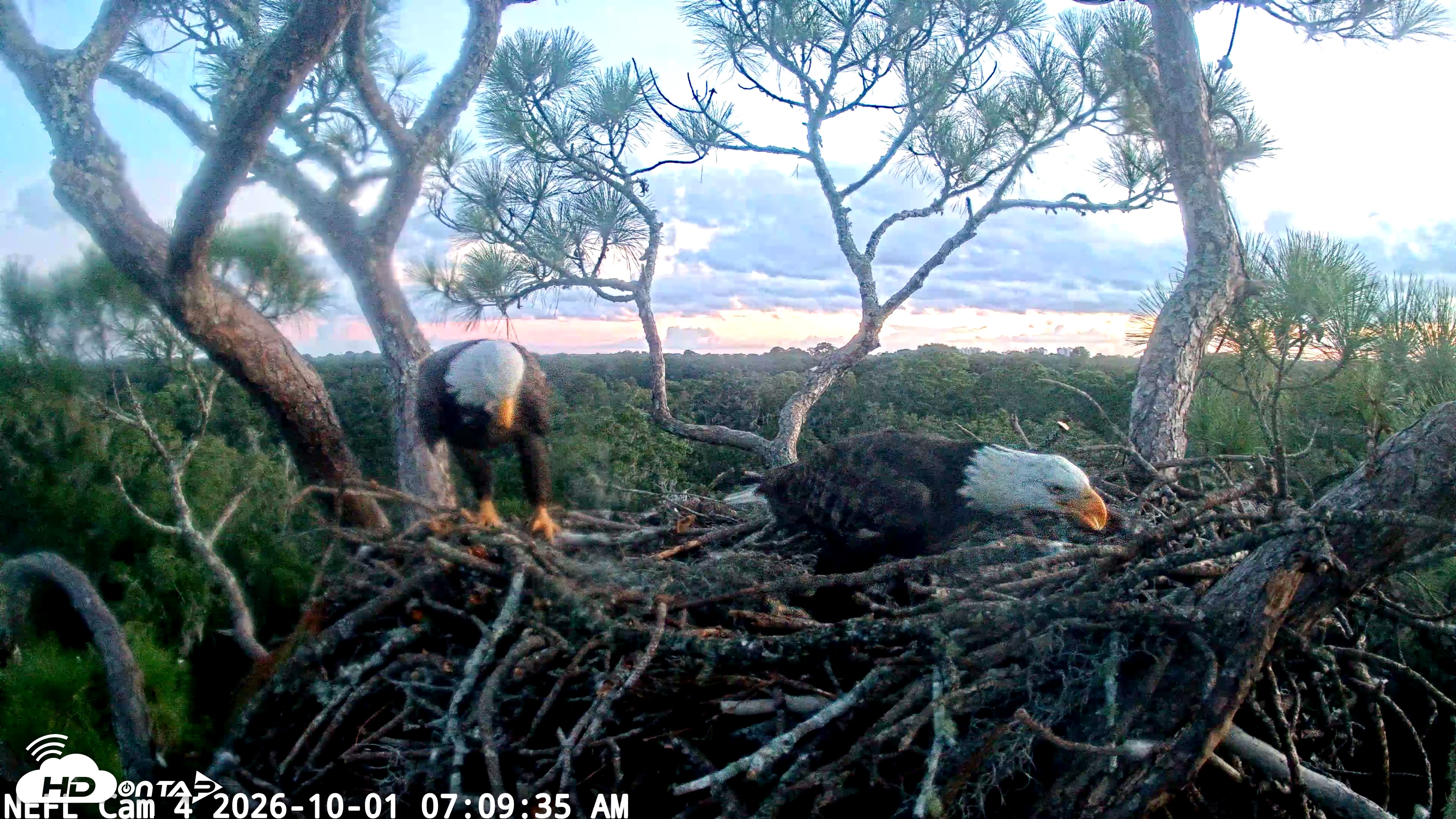 Snapshot of NE Florida Eagles Live Webcam taken Oct 1, 2026, 7:10am EDT