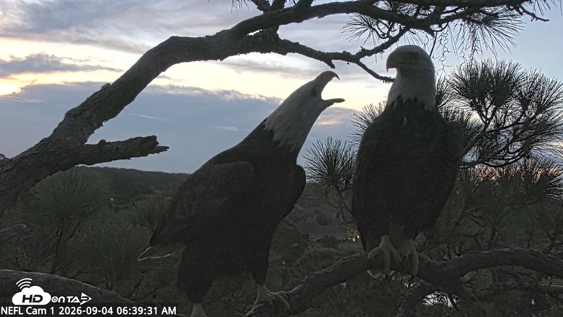 Snapshot of NE Florida Eagles Live Webcam taken Sep 4, 2026, 6:40am EDT